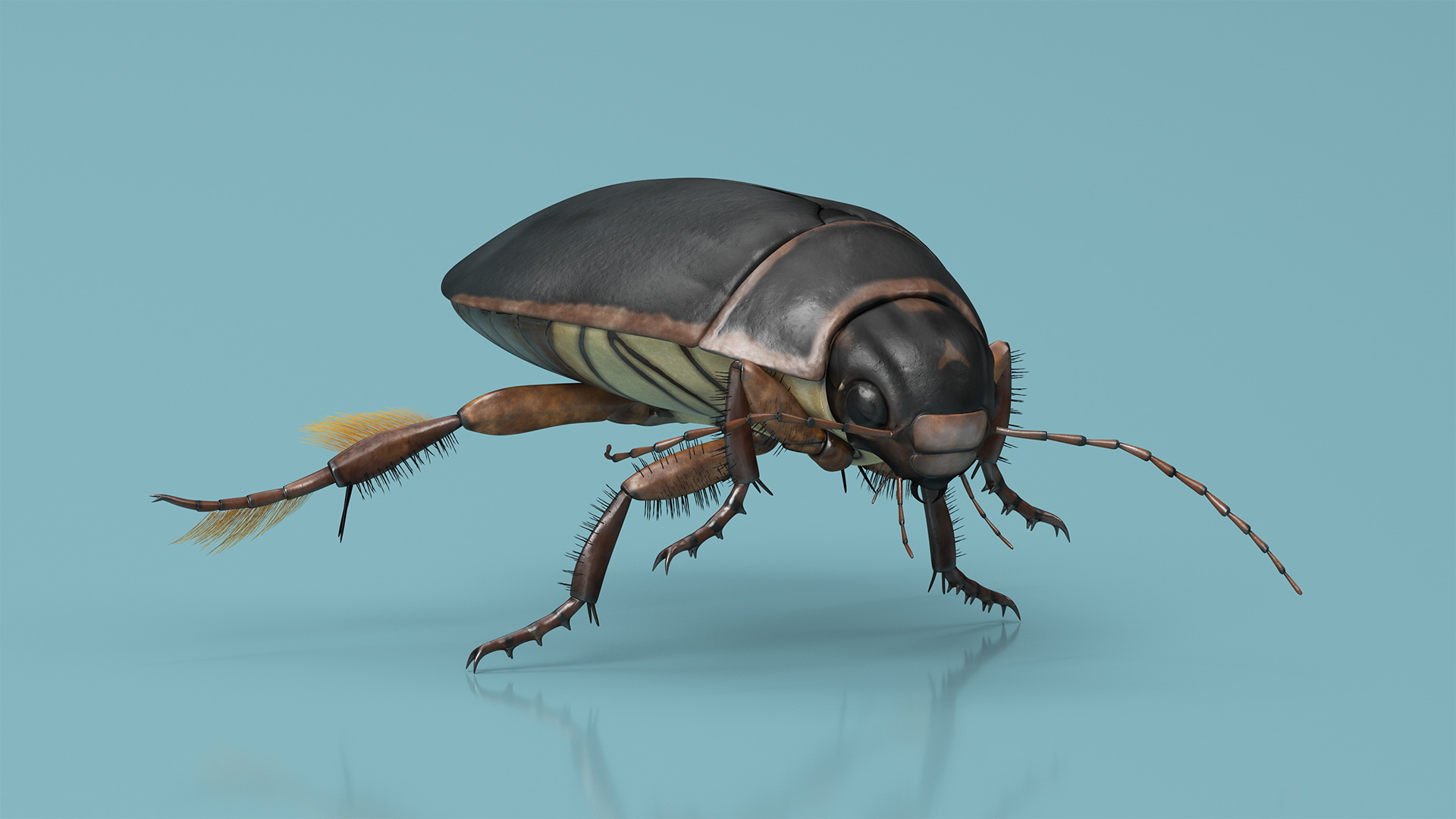 Screech Beetle Black Rigged 3D
