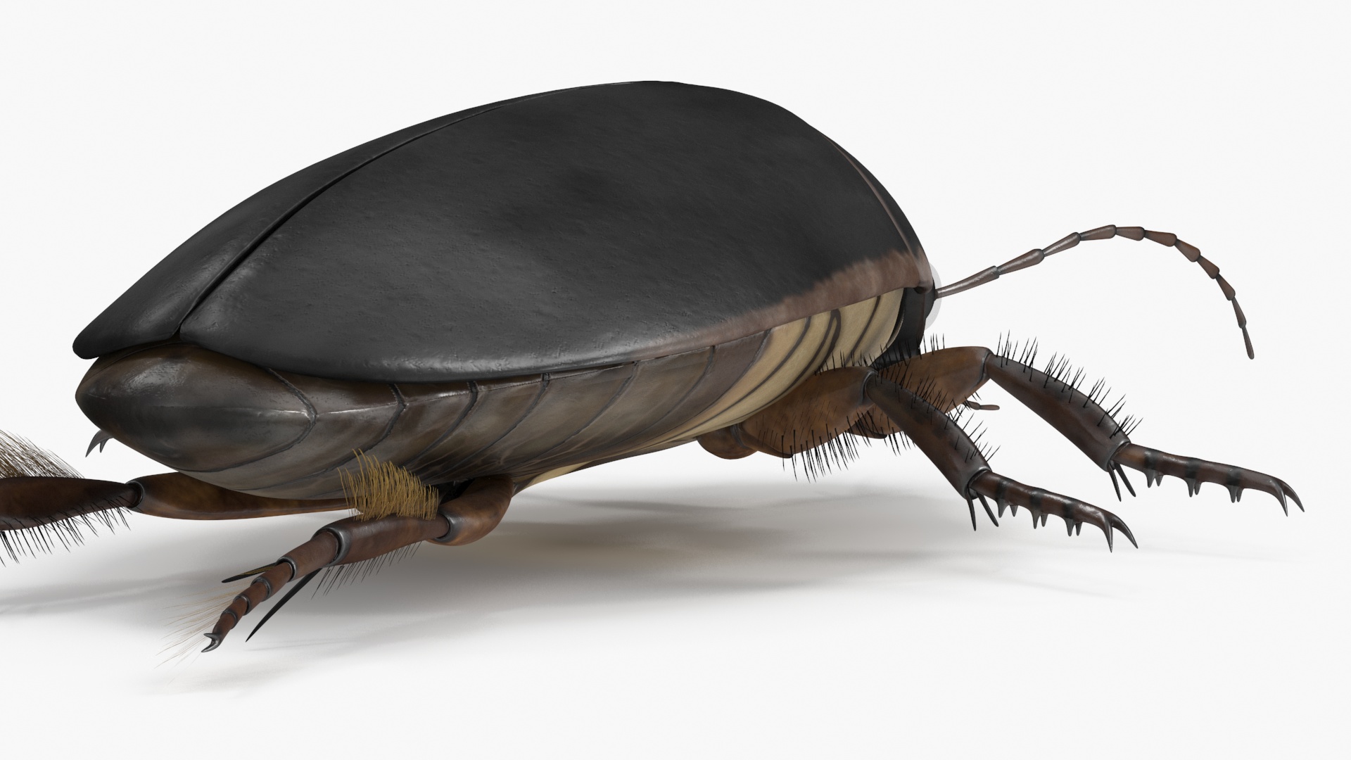 Screech Beetle Black Rigged 3D