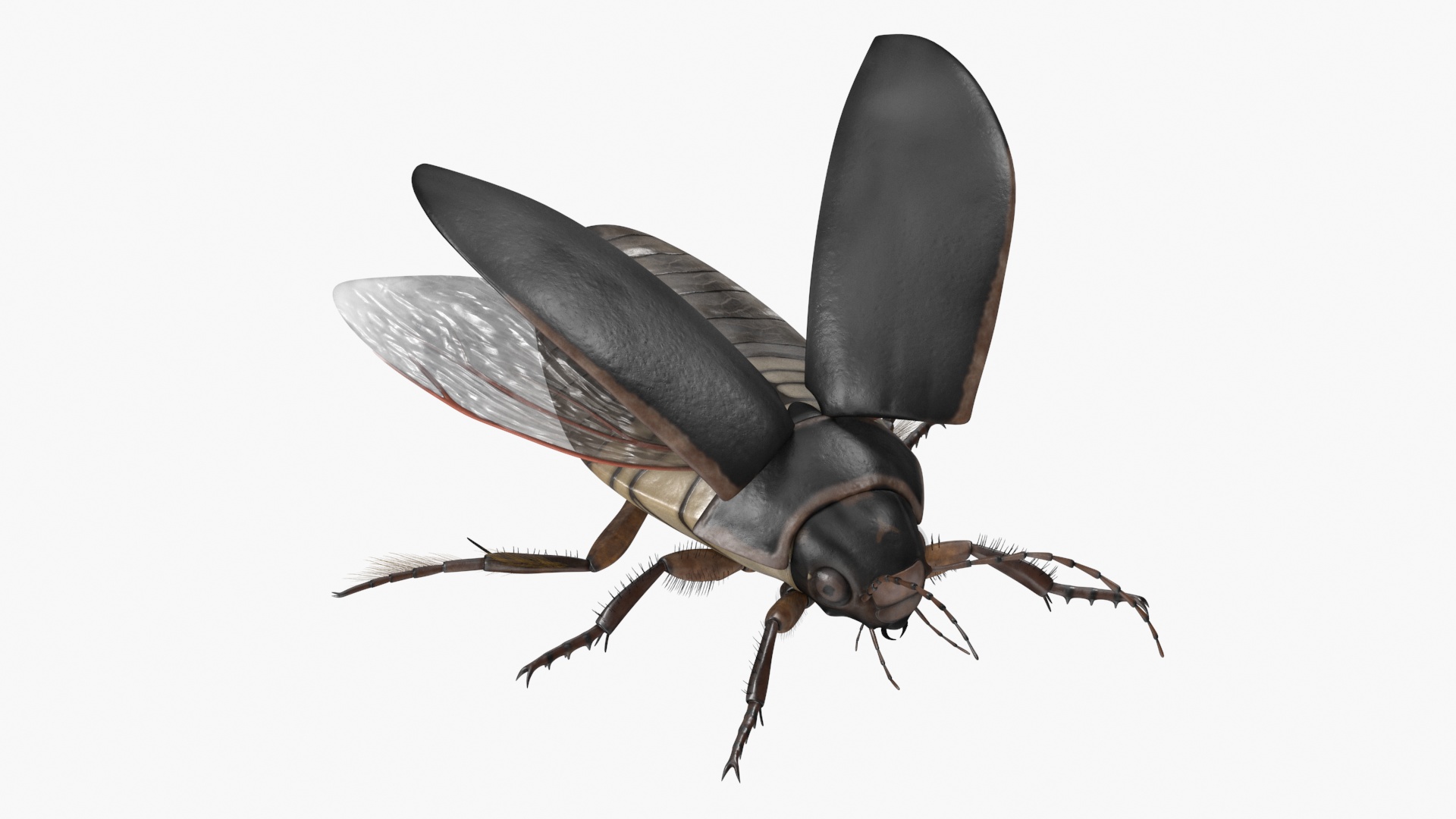 Screech Beetle Black Rigged 3D
