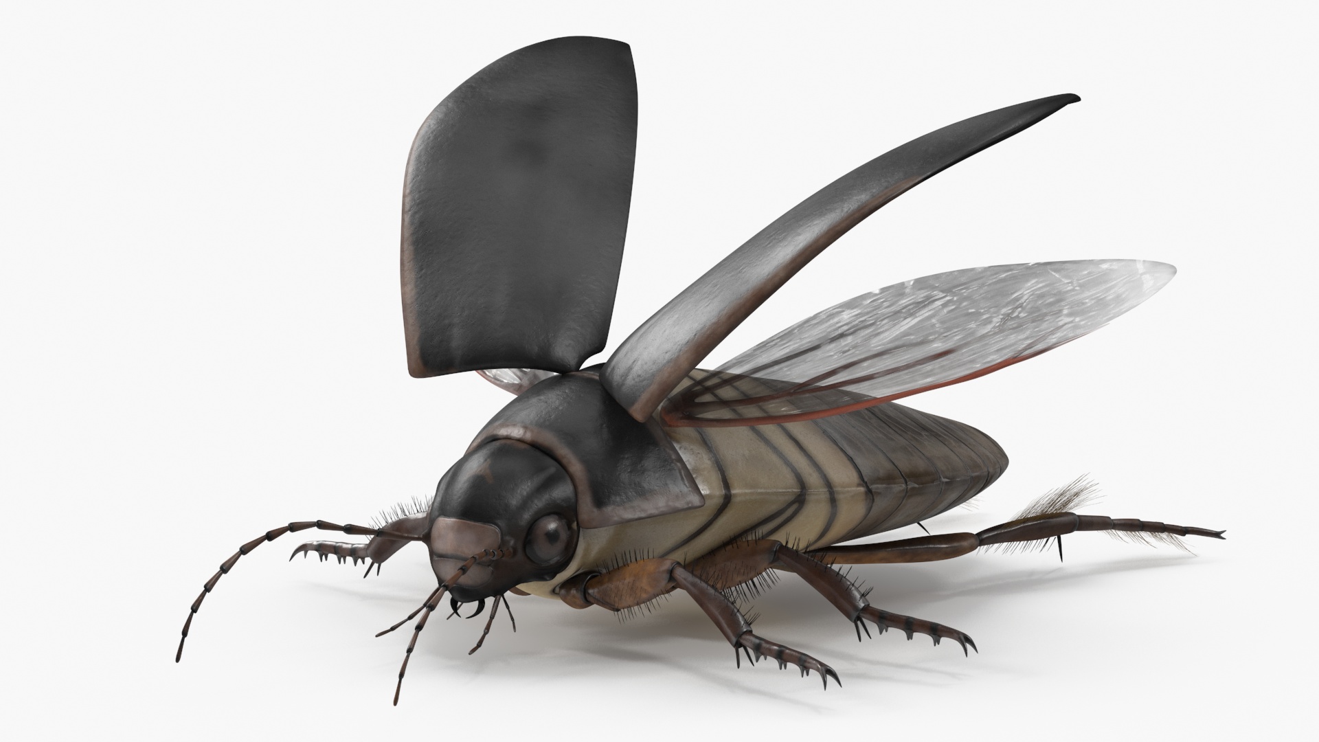 Screech Beetle Black Rigged 3D