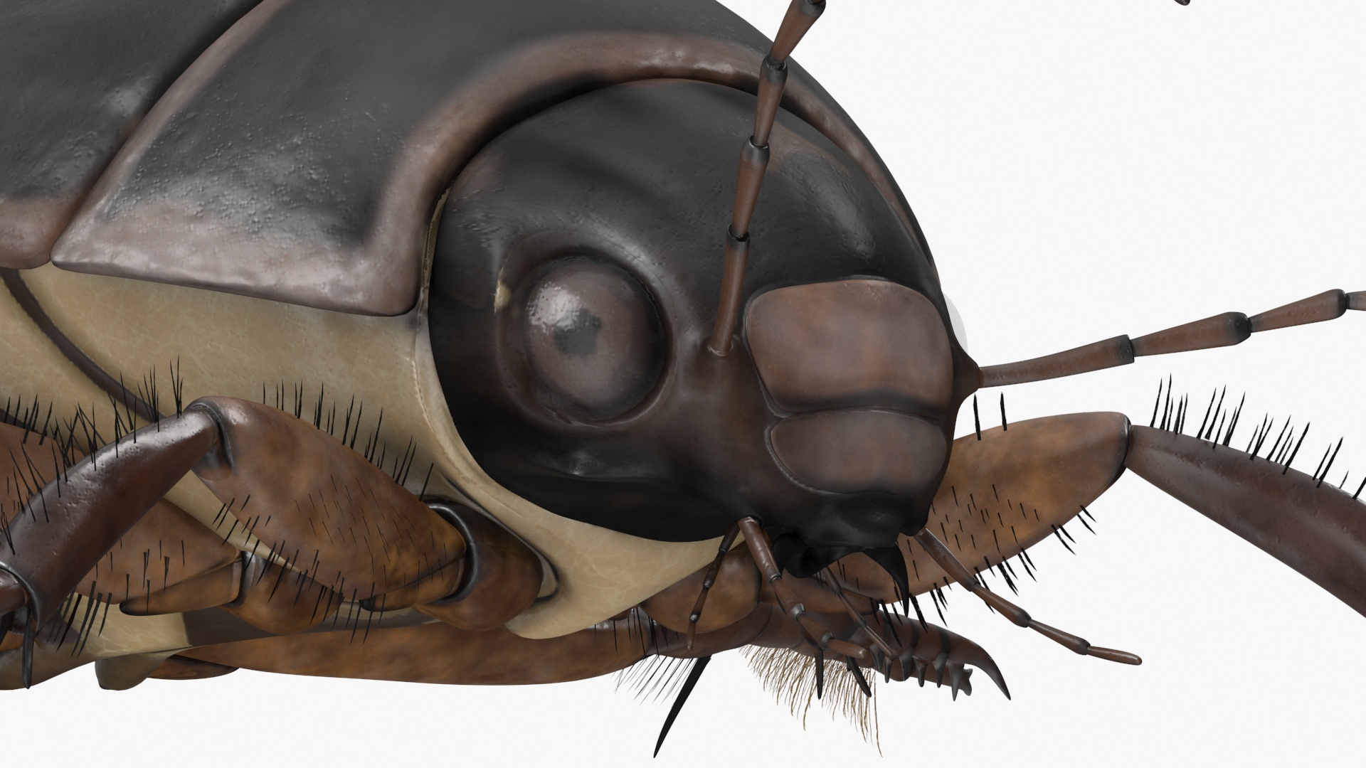 Screech Beetle Black Rigged 3D