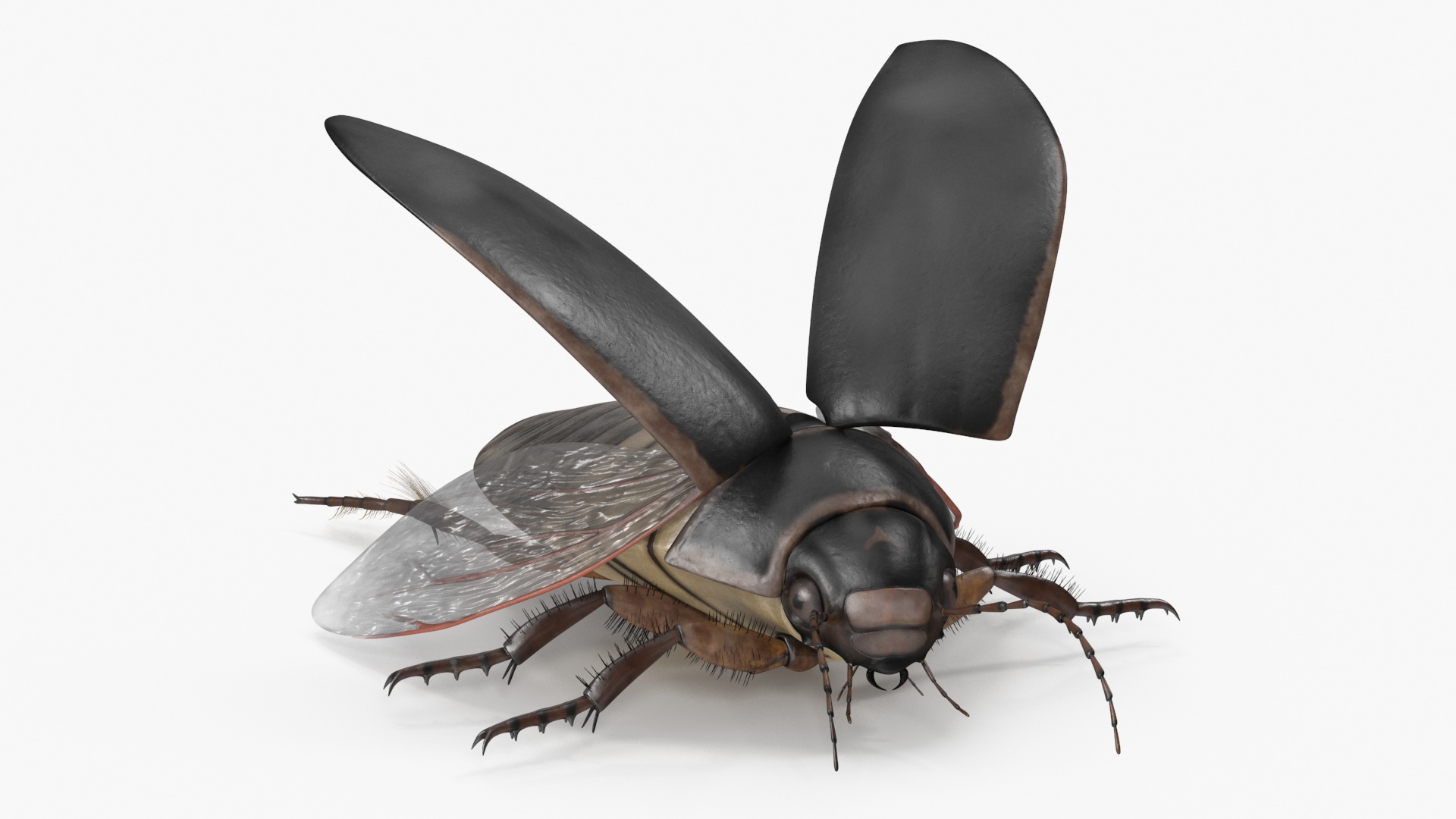 Screech Beetle Black Rigged 3D