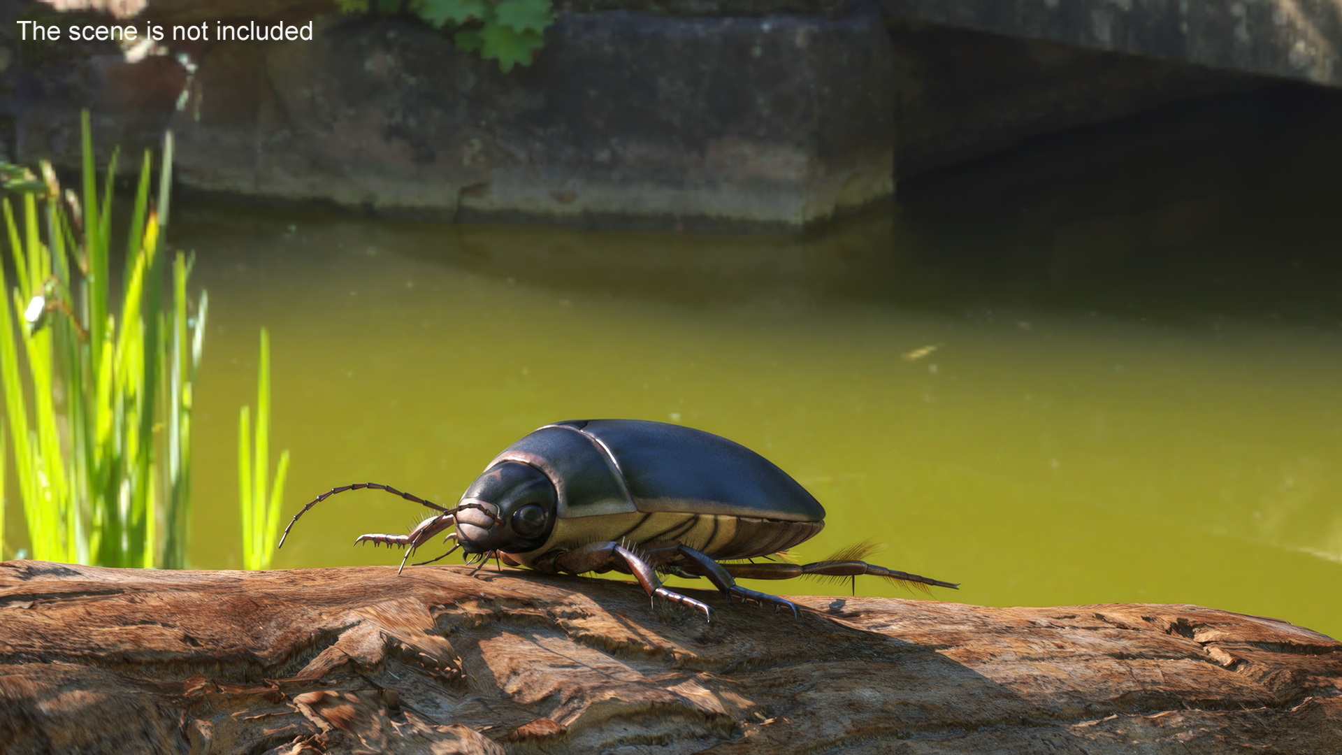 Screech Beetle Black Rigged 3D