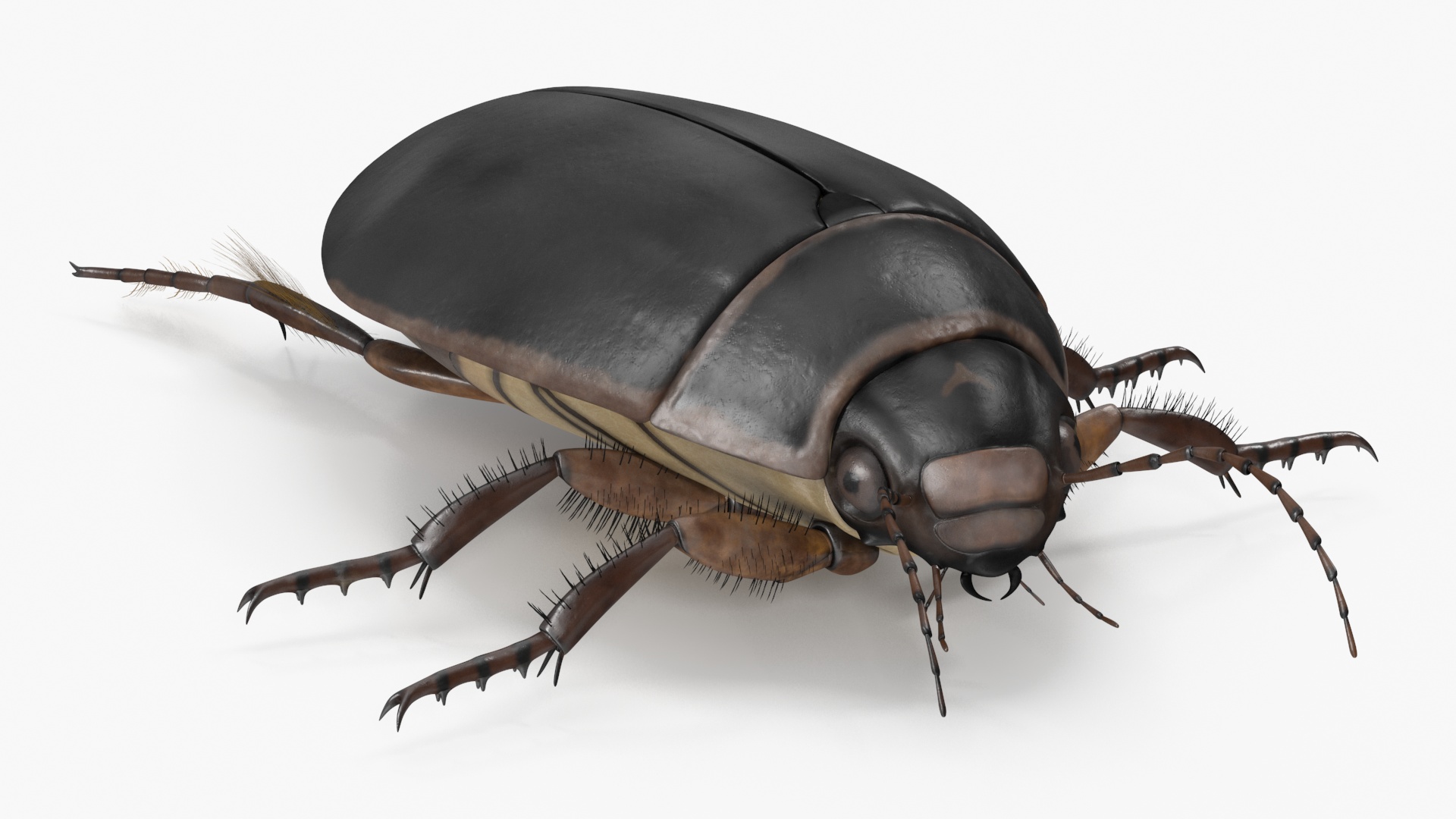 Screech Beetle Black Rigged 3D