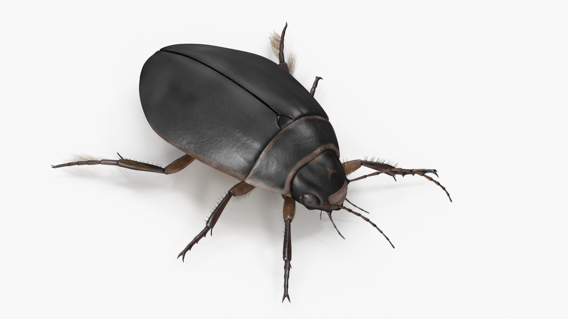 Screech Beetle Black Rigged 3D