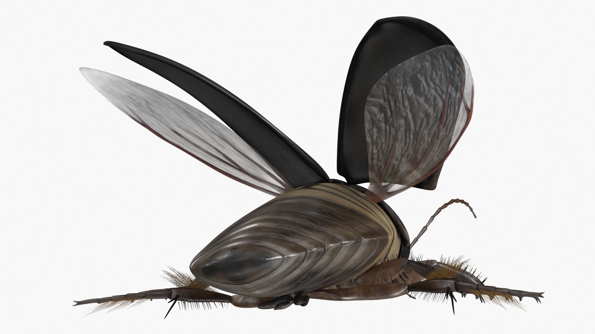 Screech Beetle Black Rigged 3D