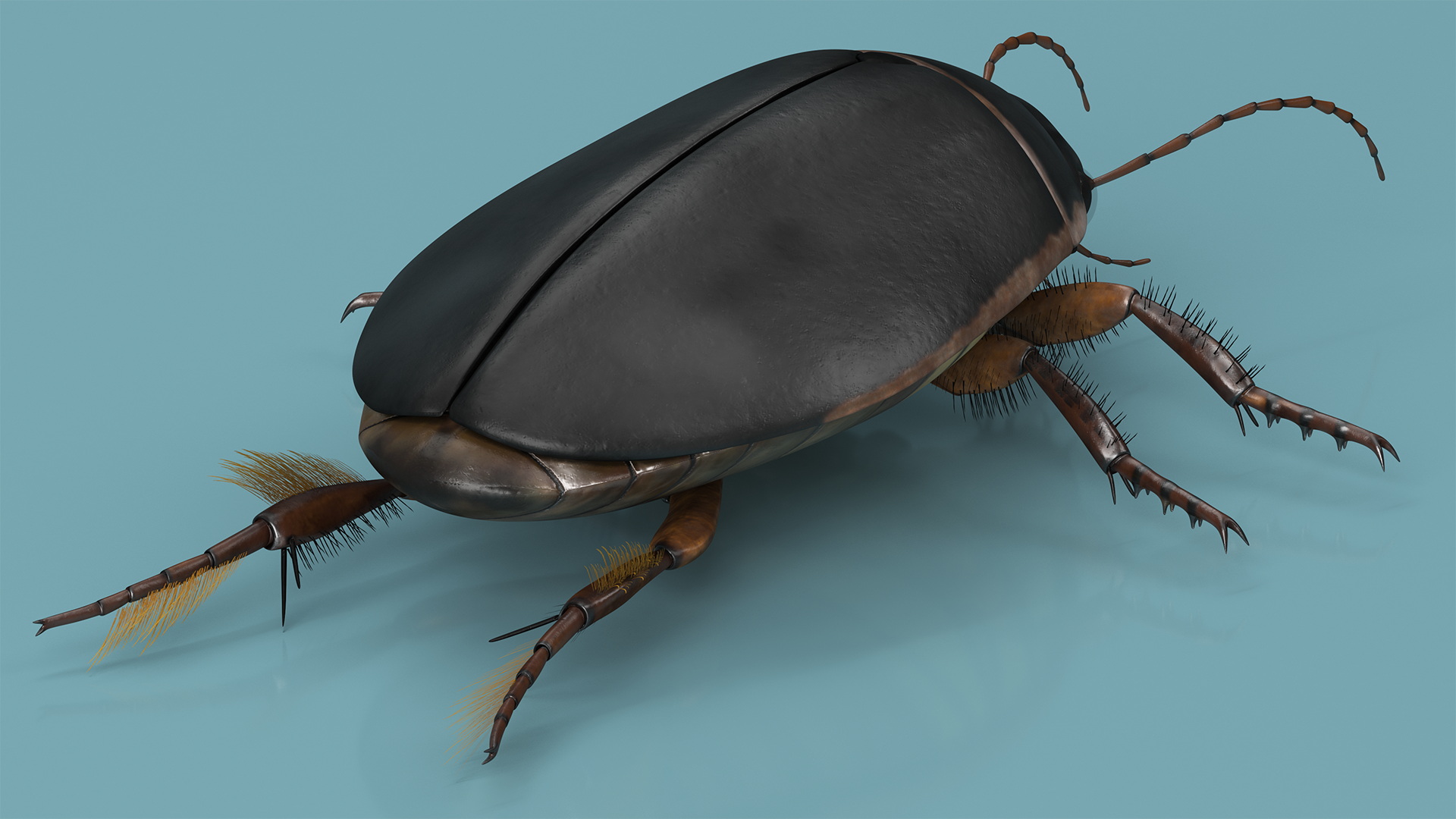 Screech Beetle Black Rigged 3D