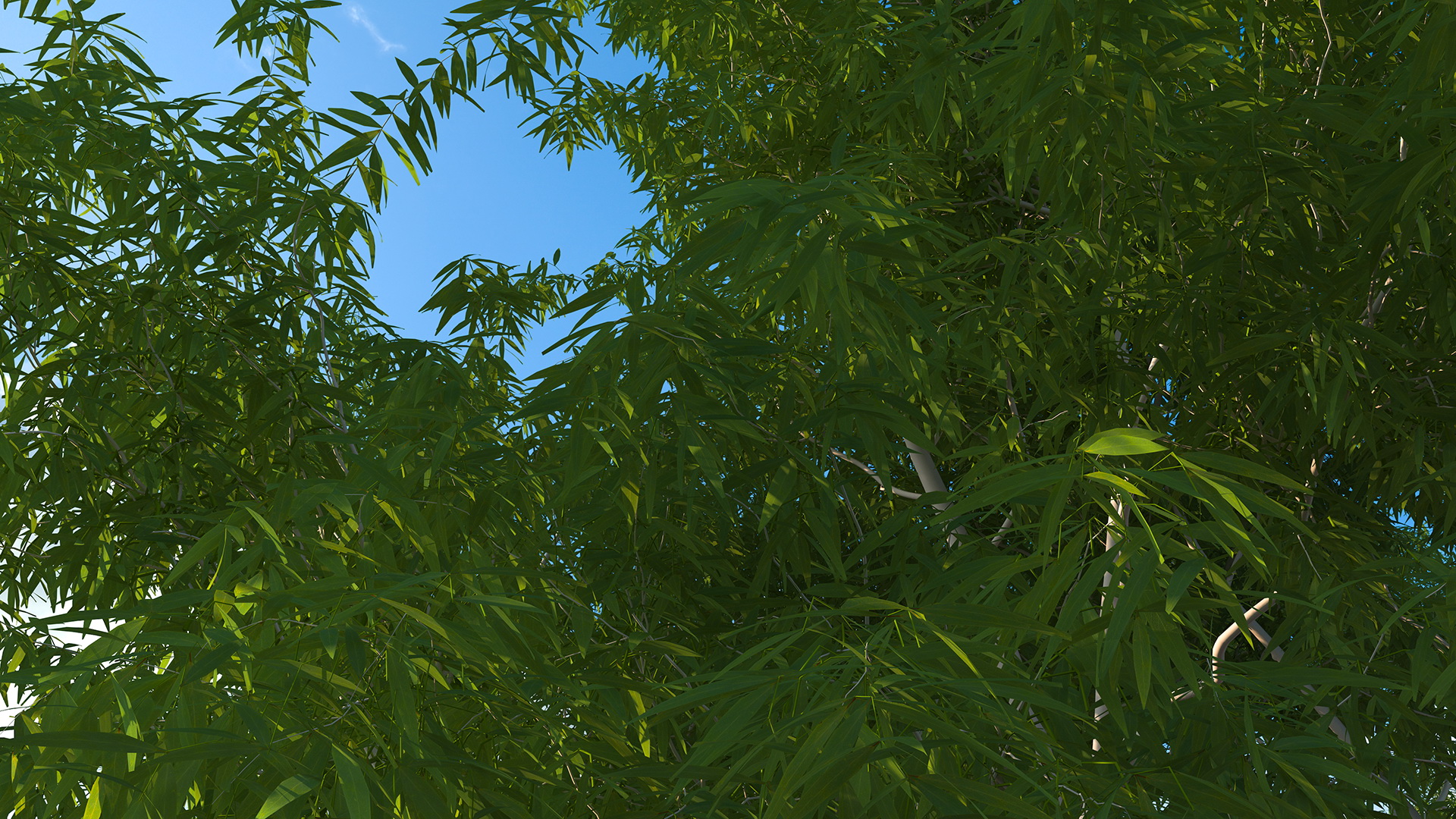 3D model Eucalyptus Tree