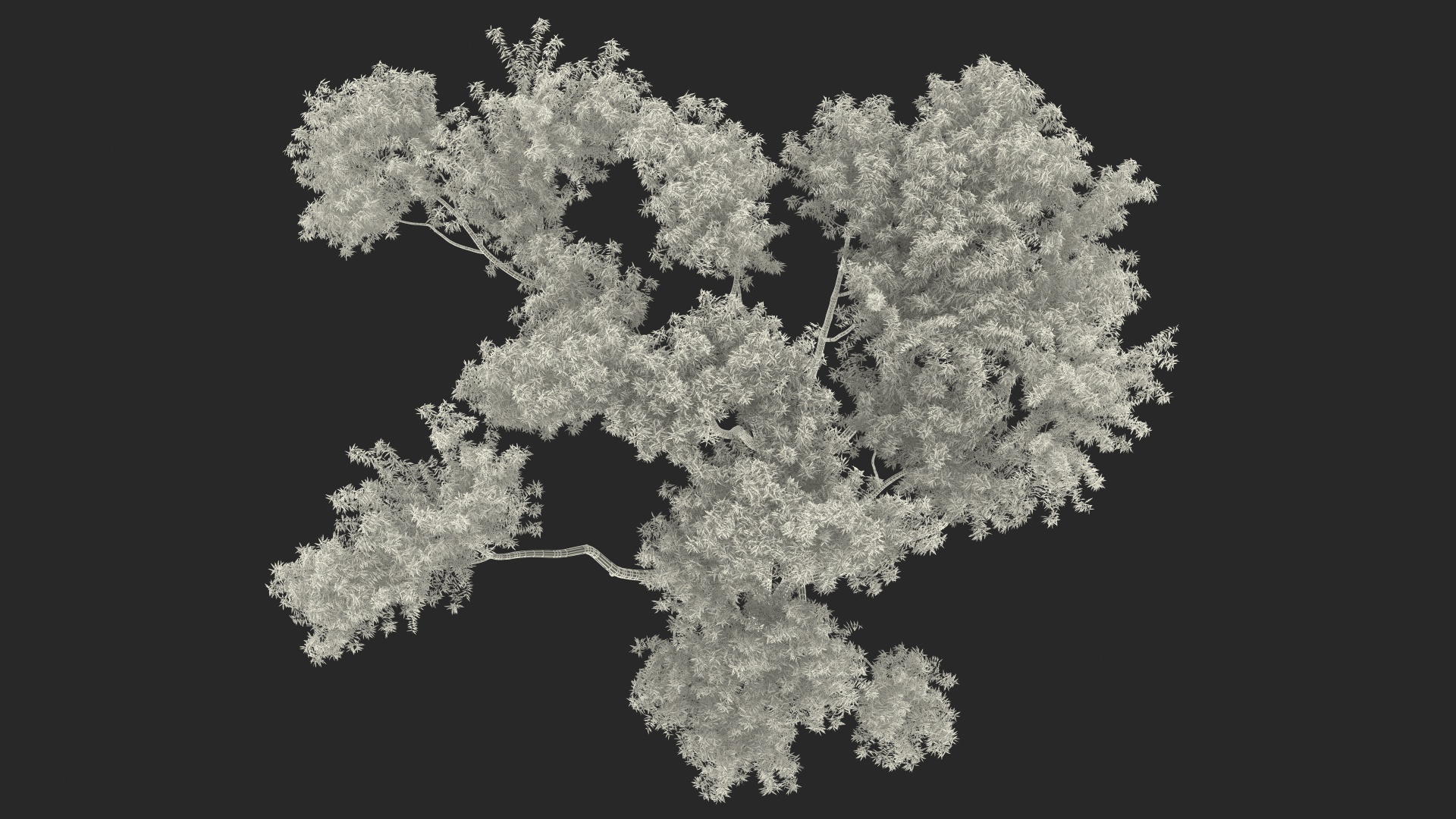 3D model Eucalyptus Tree