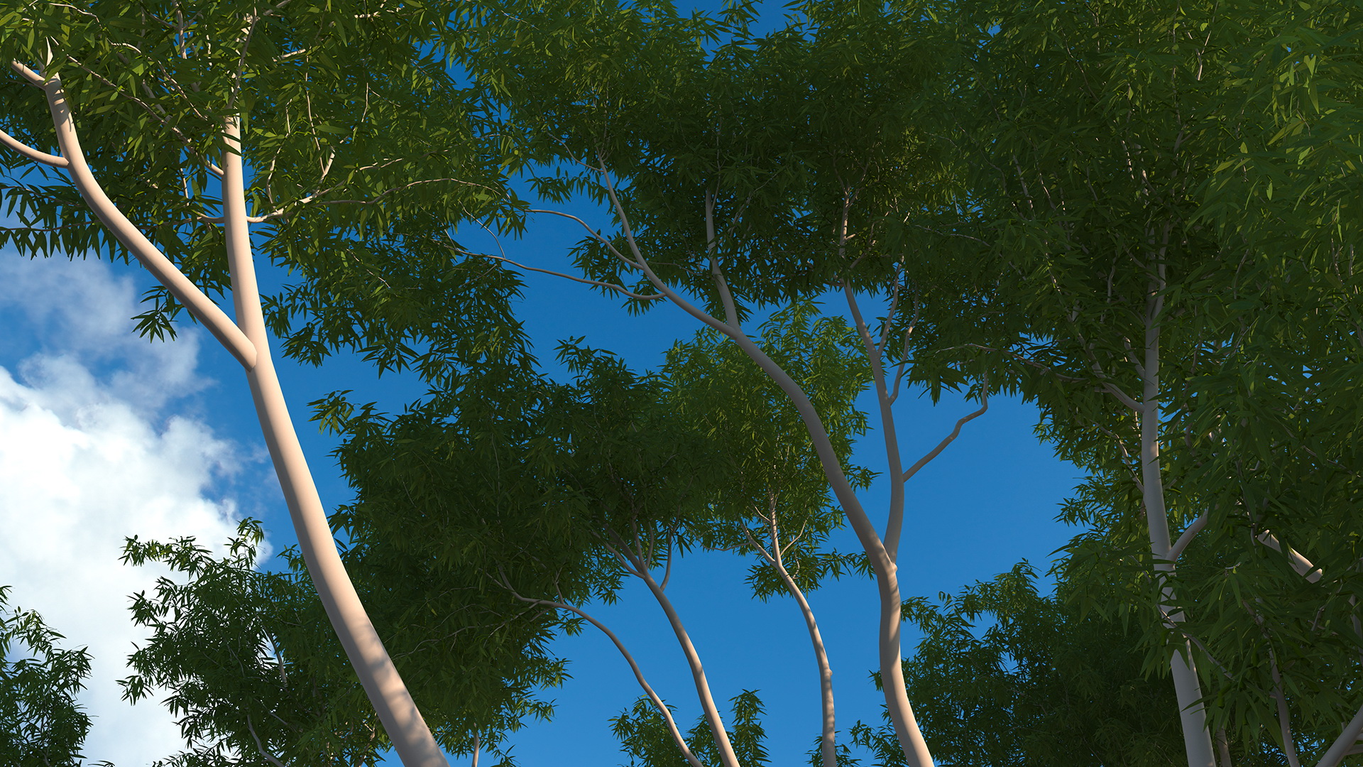 3D model Eucalyptus Tree
