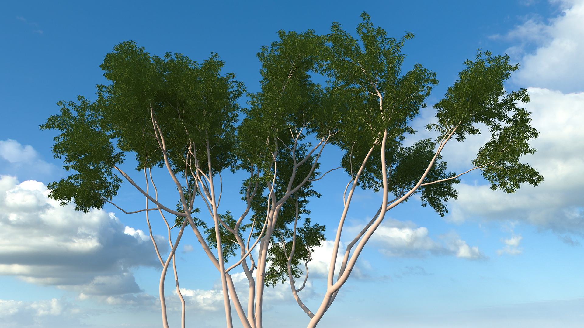 3D model Eucalyptus Tree