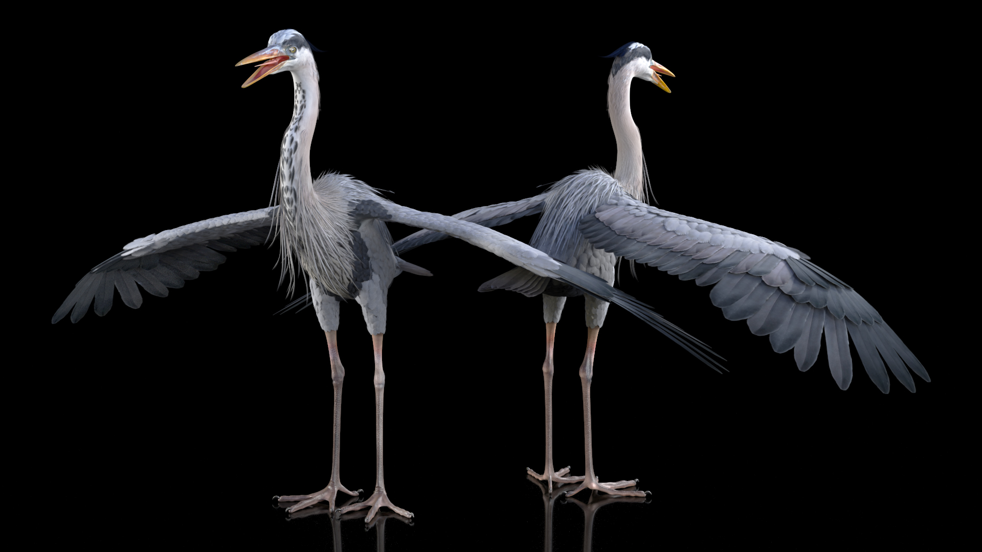 3D model Grey Heron
