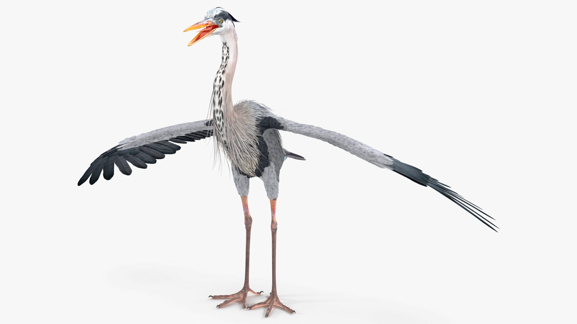 3D model Grey Heron