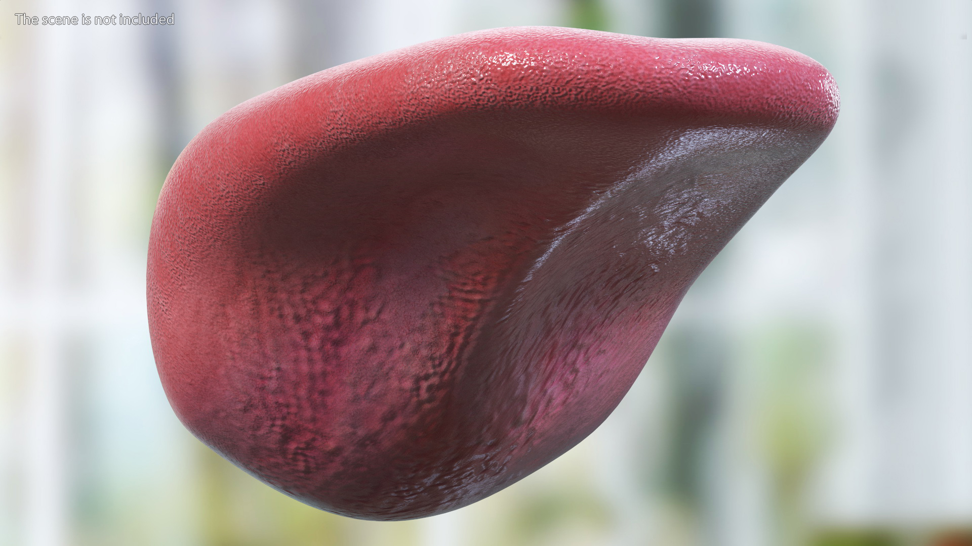 3D Human Tongue Rigged for Maya model