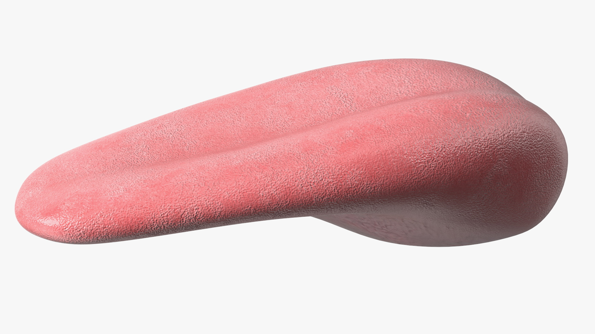 3D Human Tongue Rigged for Maya model