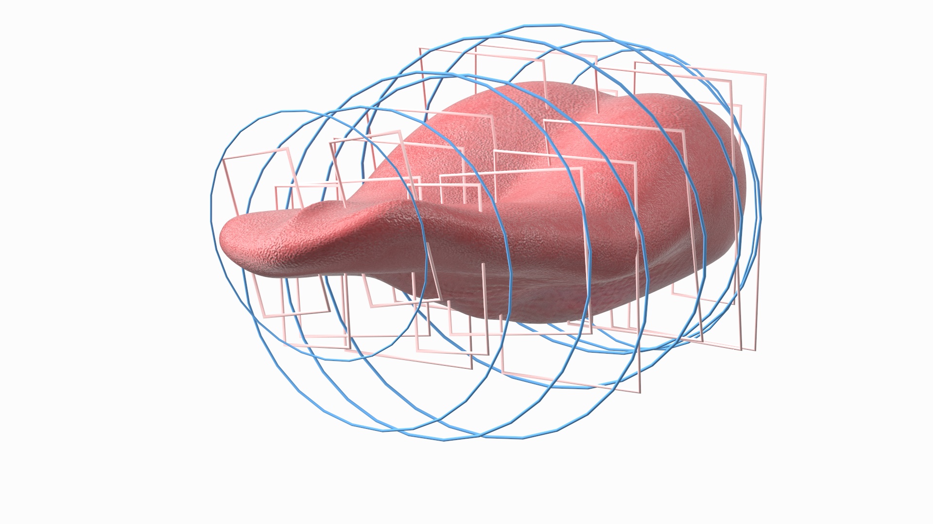 3D Human Tongue Rigged for Maya model