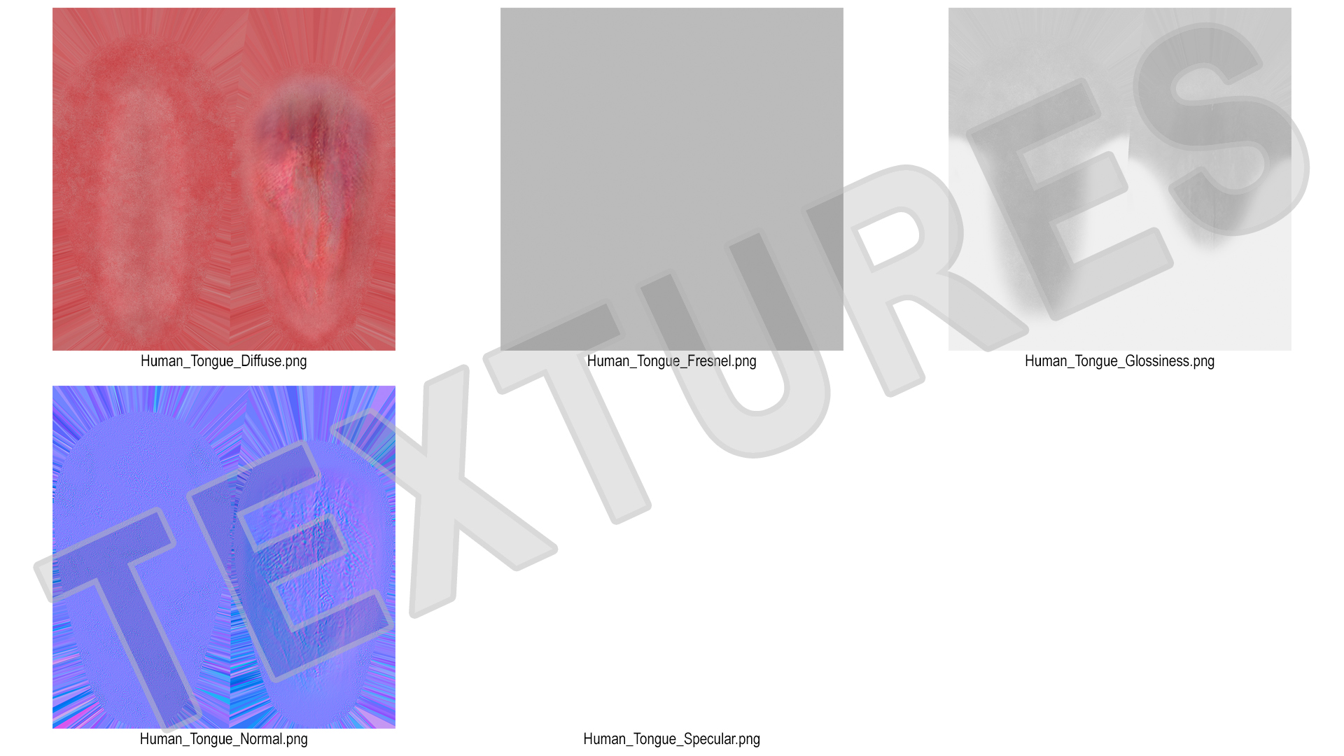3D Human Tongue Rigged for Maya model