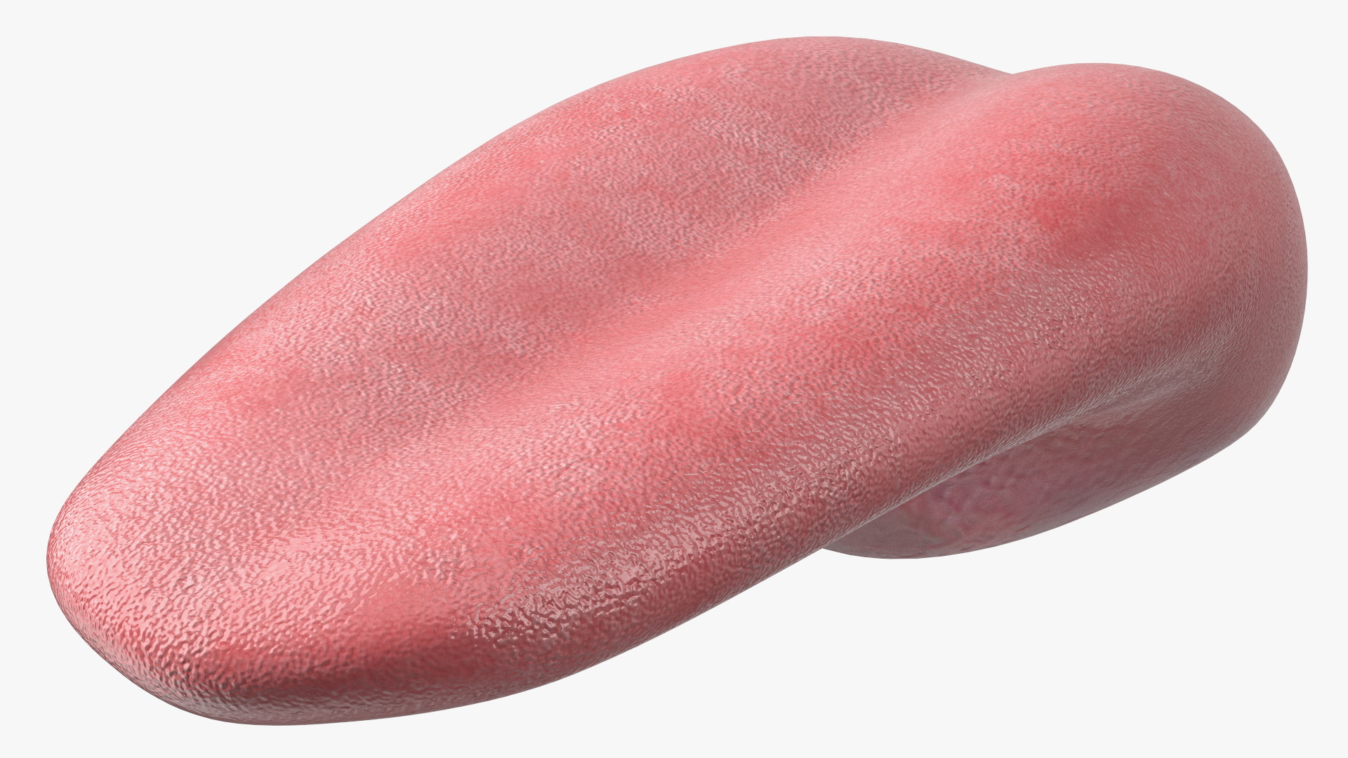 3D Human Tongue Rigged for Maya model