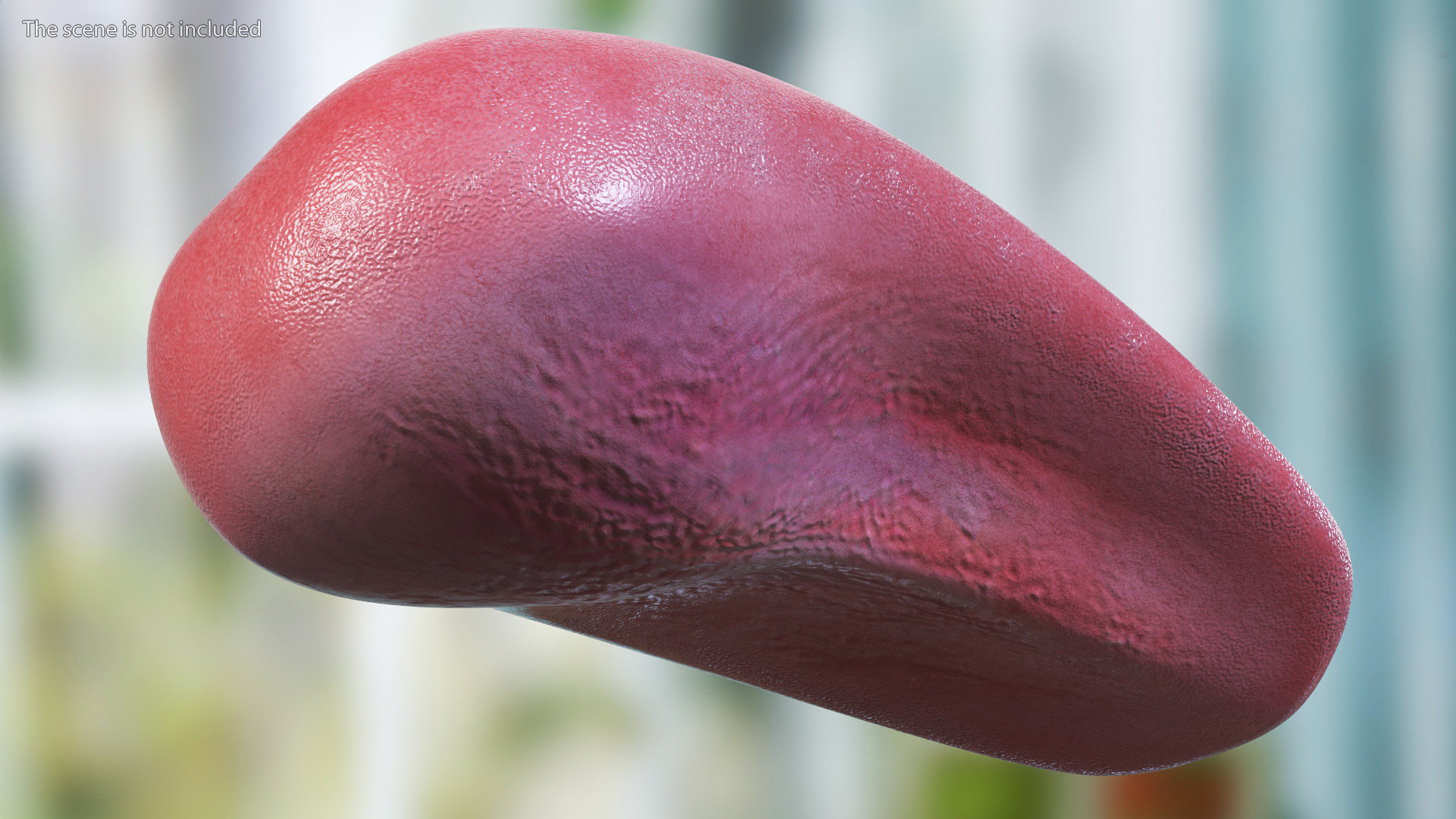 3D Human Tongue Rigged for Maya model