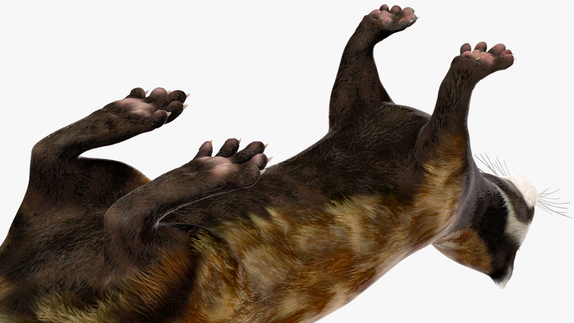 Vormela Peregusna 3D