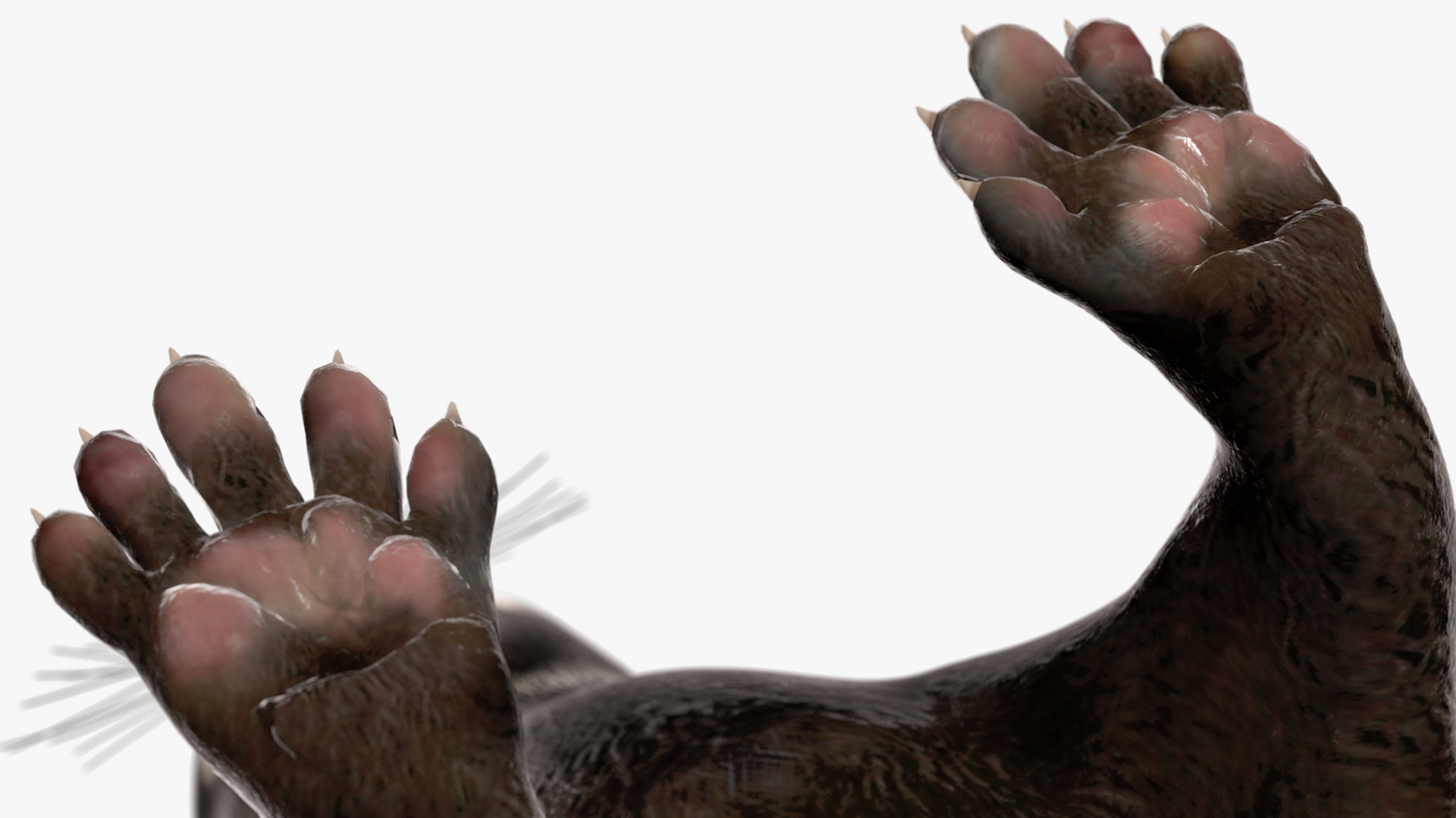 Vormela Peregusna 3D
