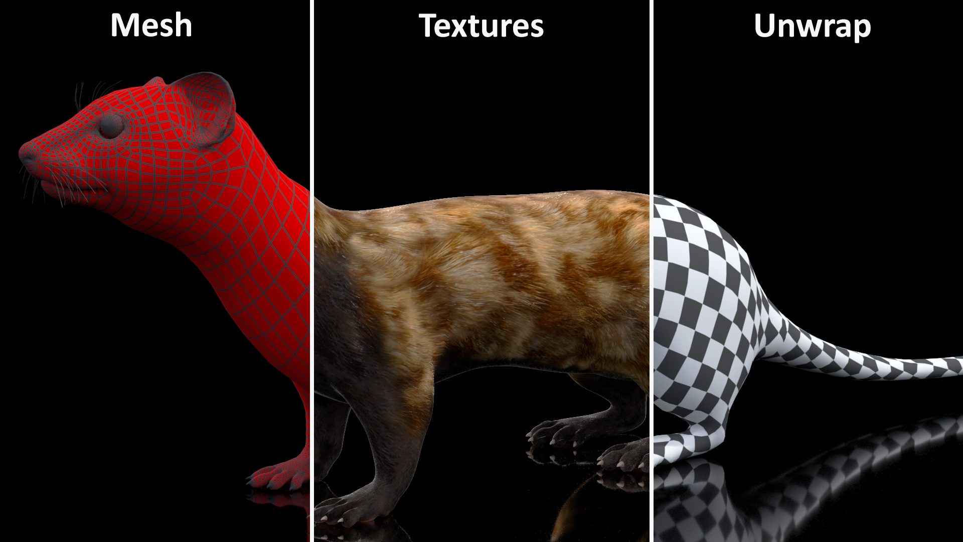 Vormela Peregusna 3D