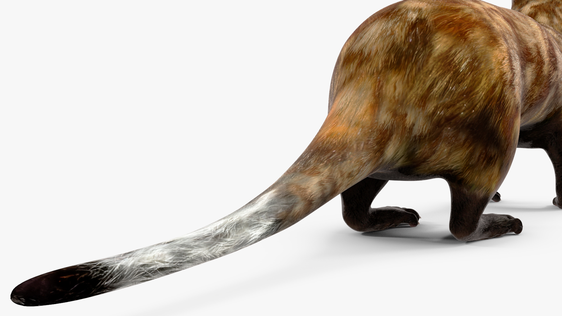 Vormela Peregusna 3D