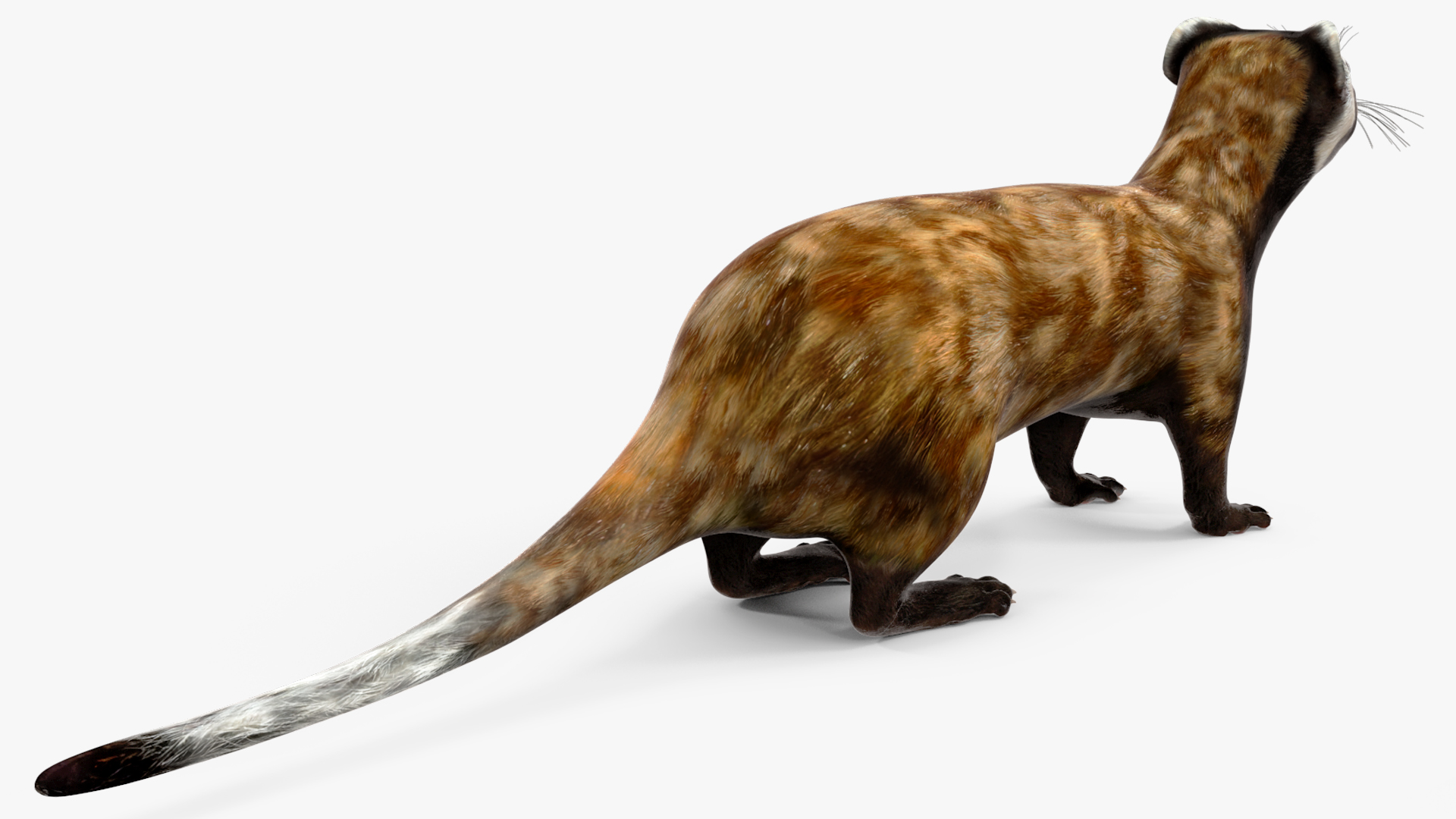 Vormela Peregusna 3D