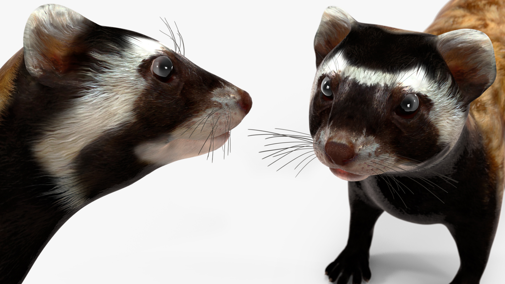 Vormela Peregusna 3D