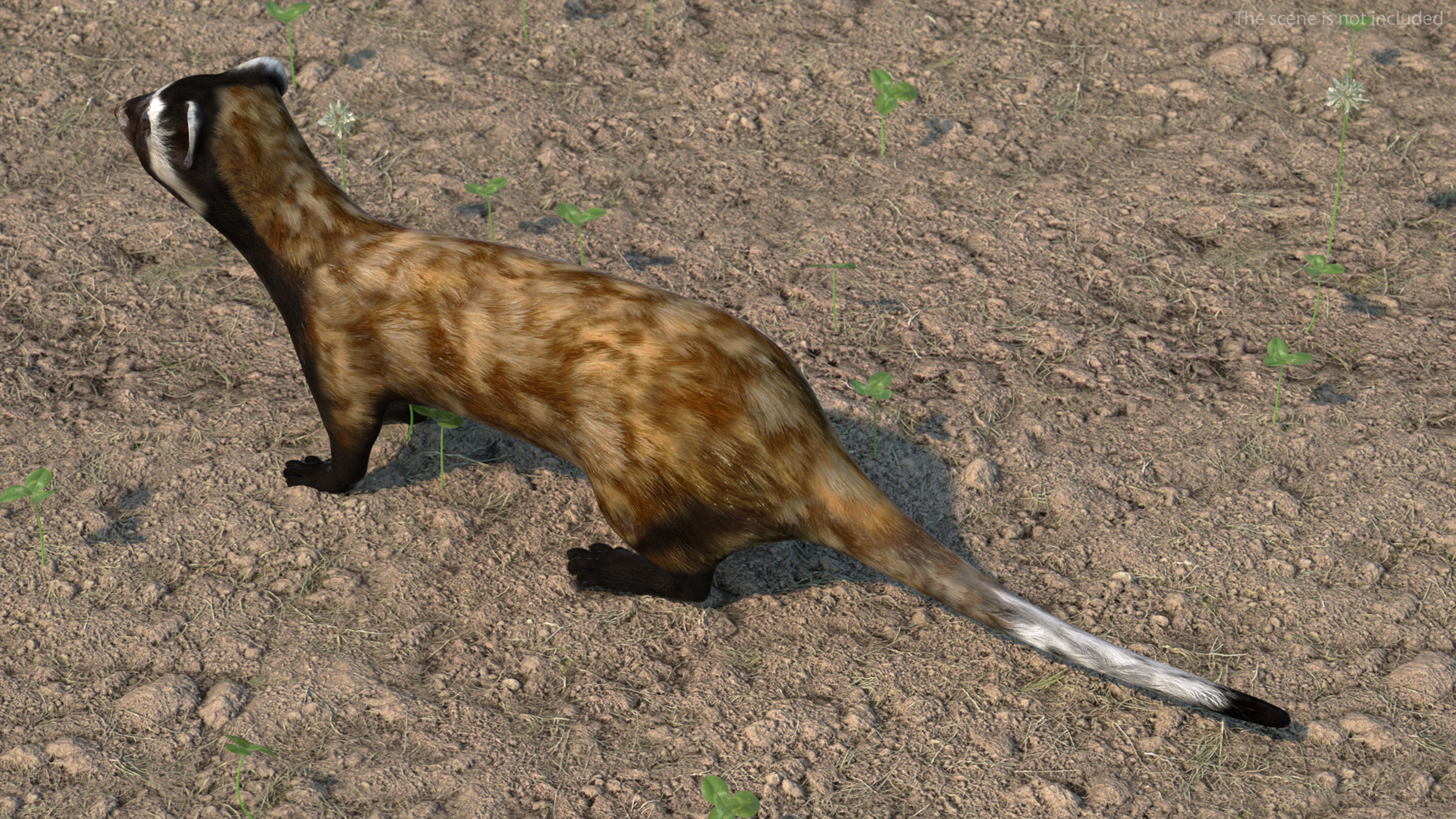 Vormela Peregusna 3D