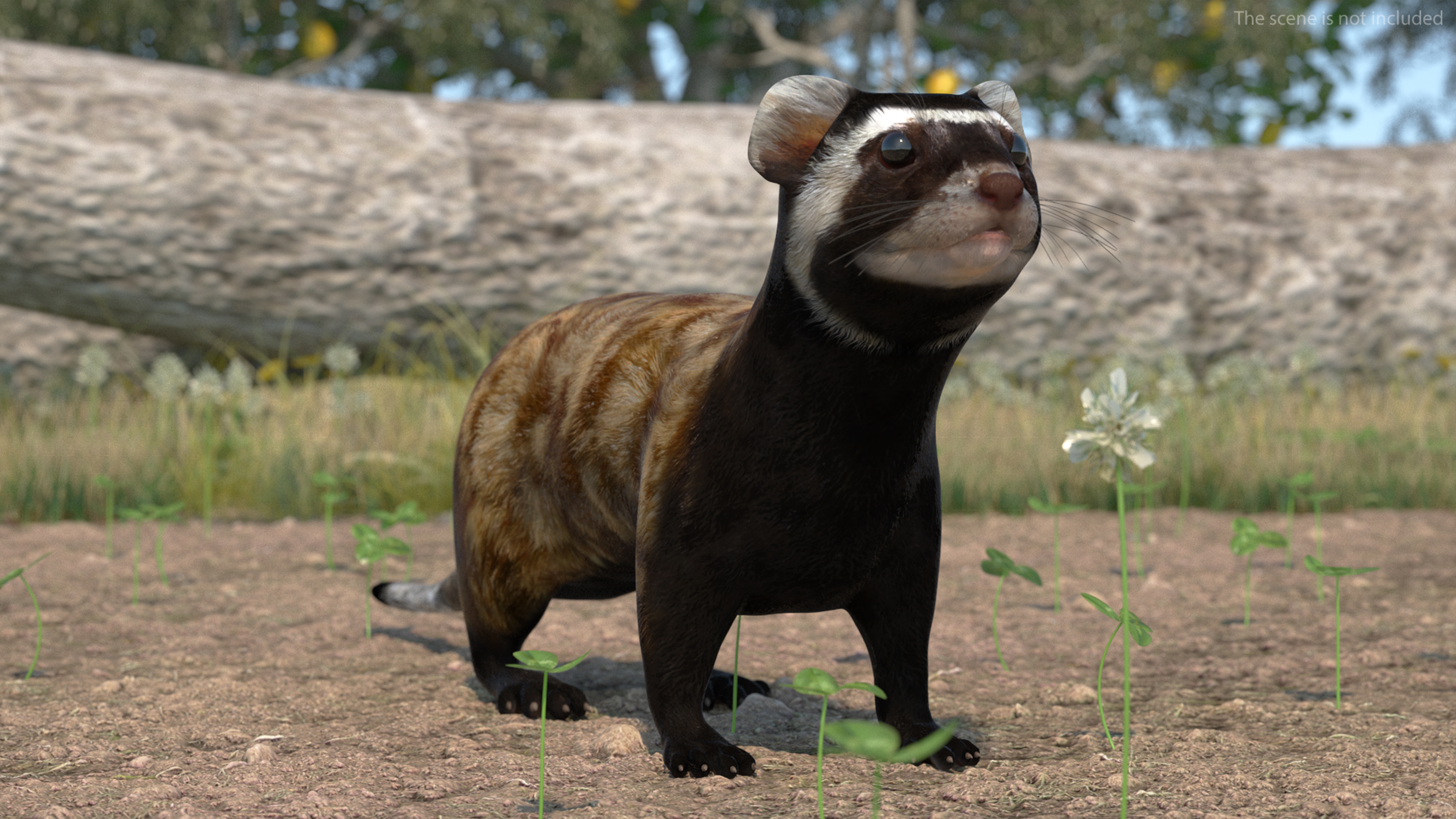 Vormela Peregusna 3D