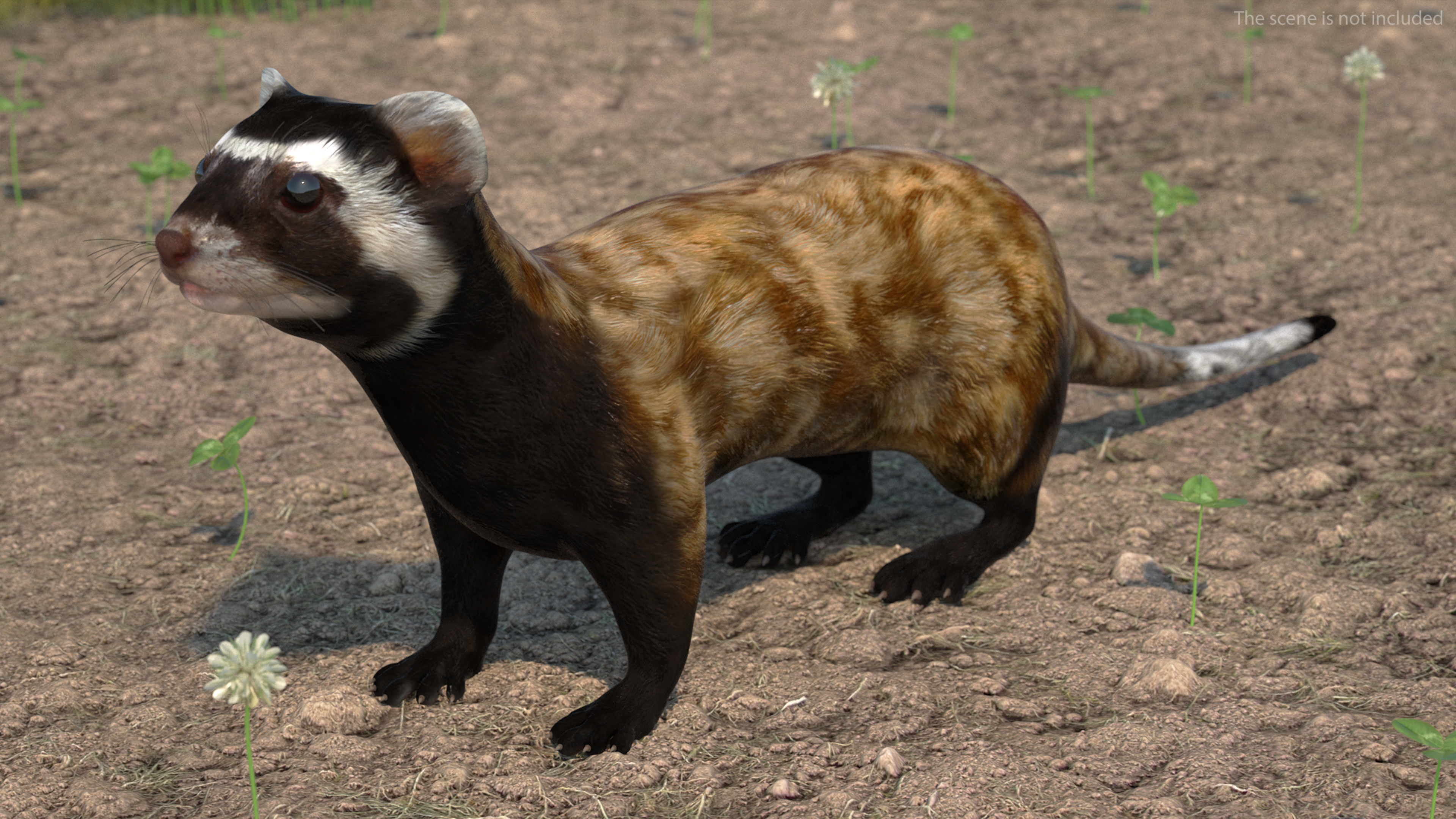 Vormela Peregusna 3D