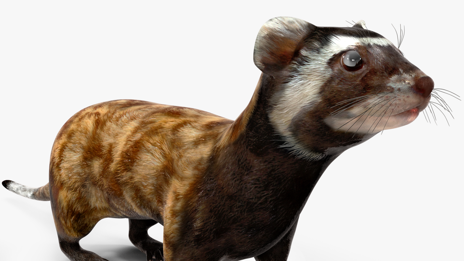 Vormela Peregusna 3D