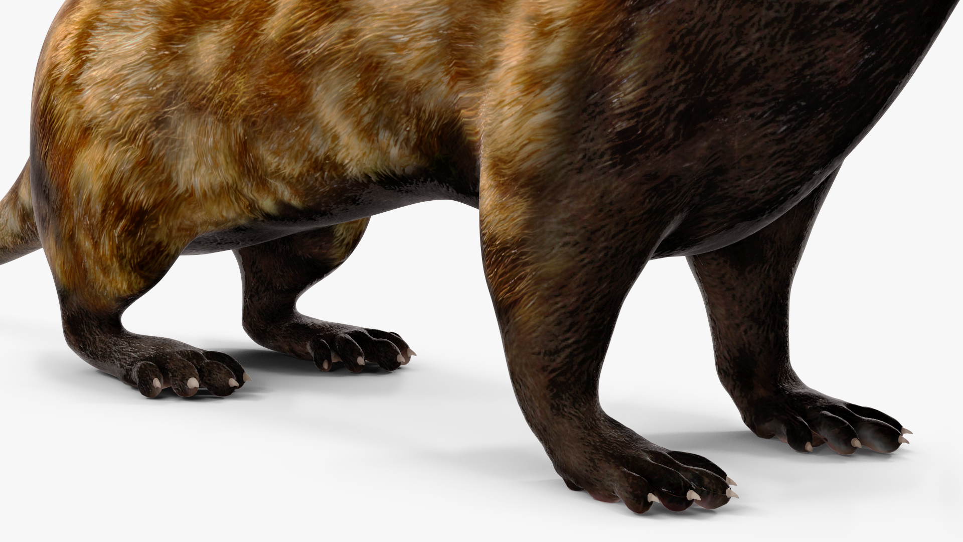 Vormela Peregusna 3D