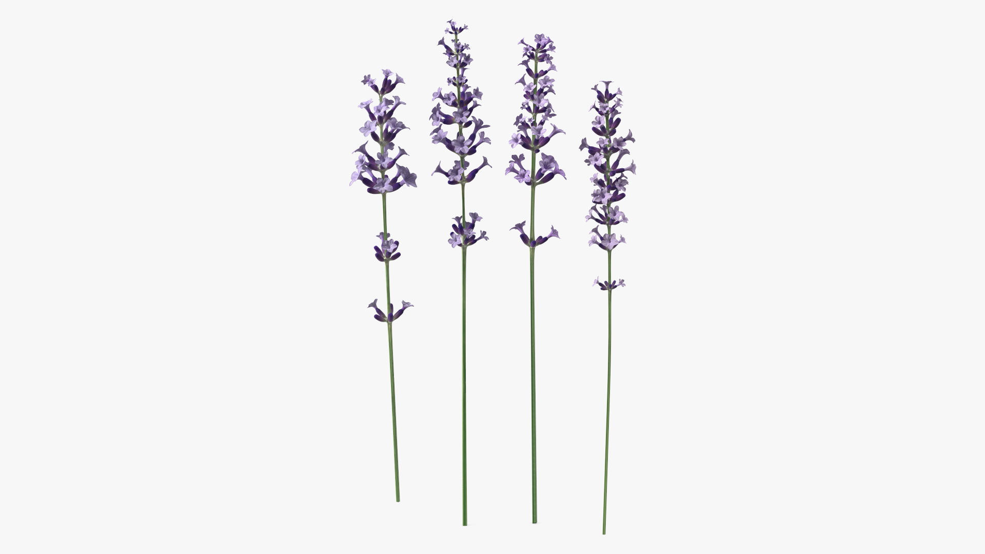 Garden Lavender Set 3D model
