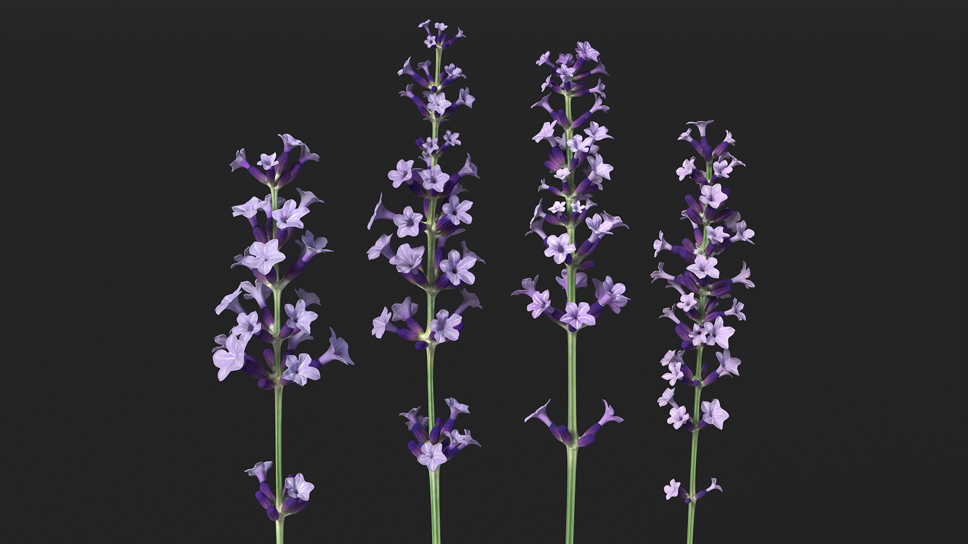 Garden Lavender Set 3D model