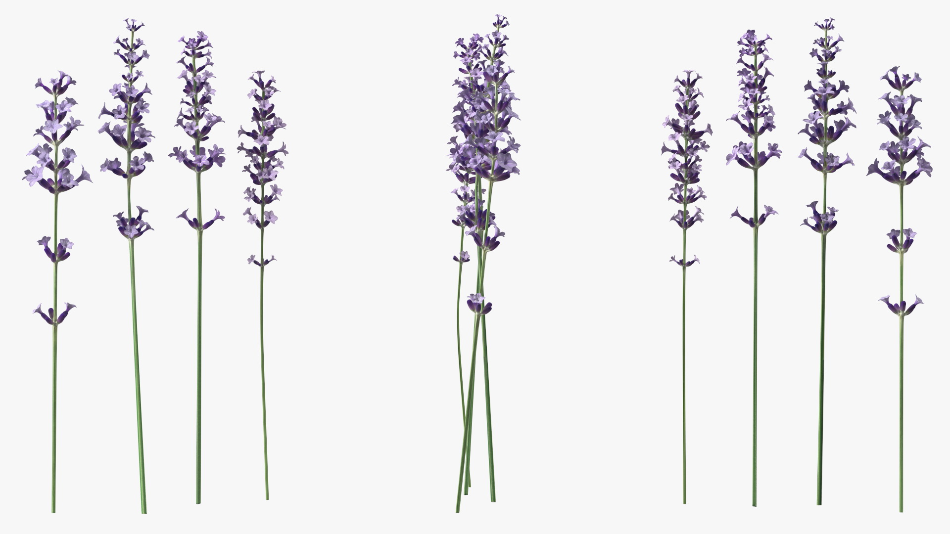 Garden Lavender Set 3D model