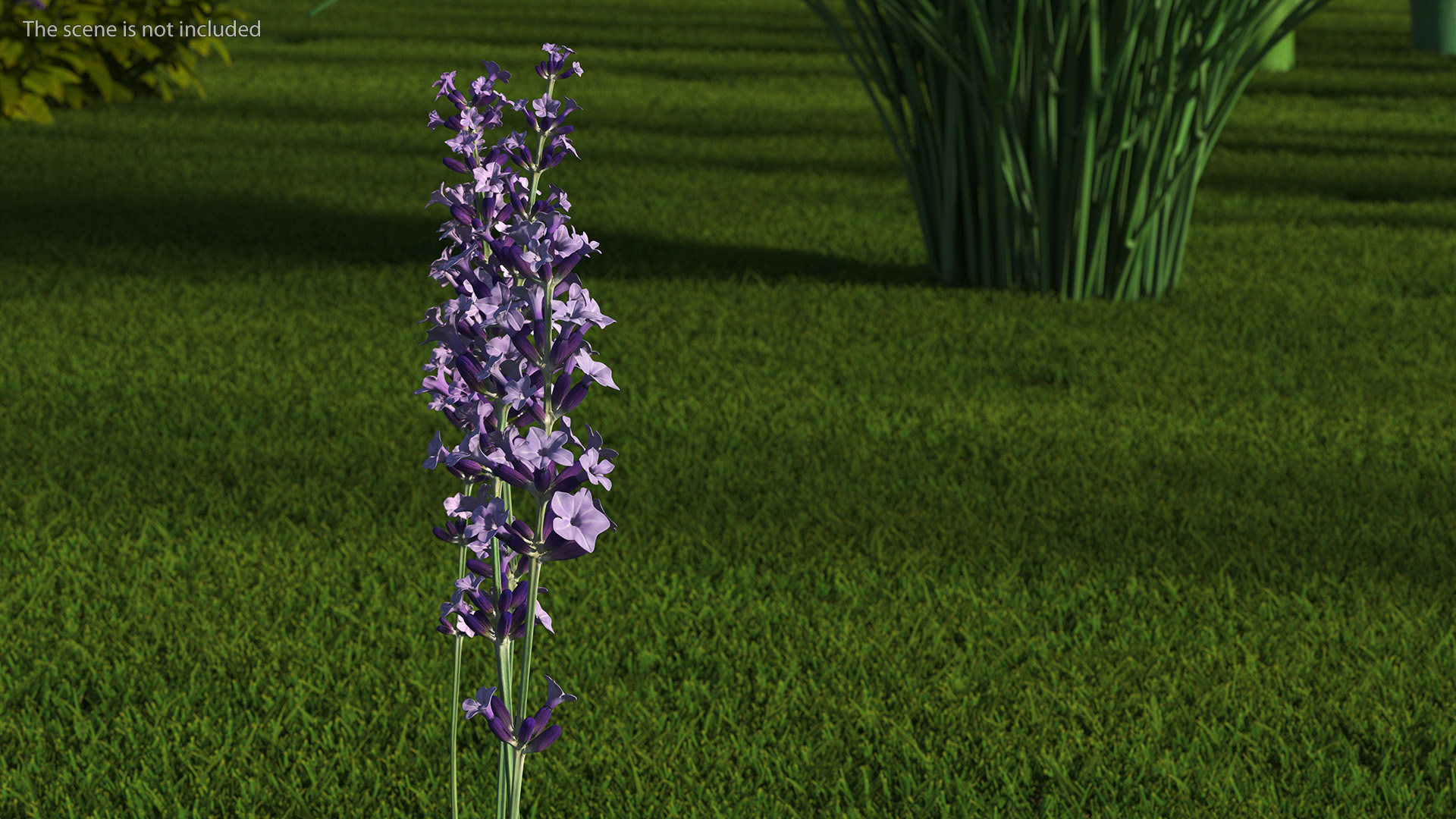 Garden Lavender Set 3D model