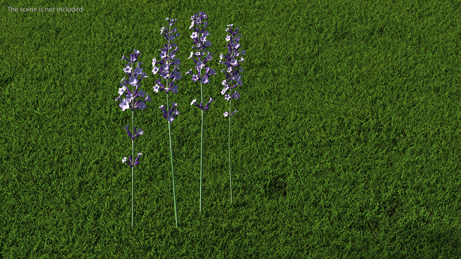 Garden Lavender Set 3D model