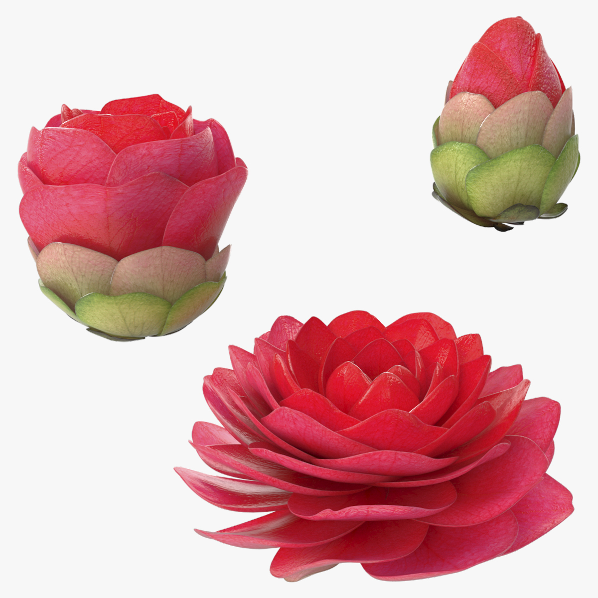 Bud Bloom Evolution