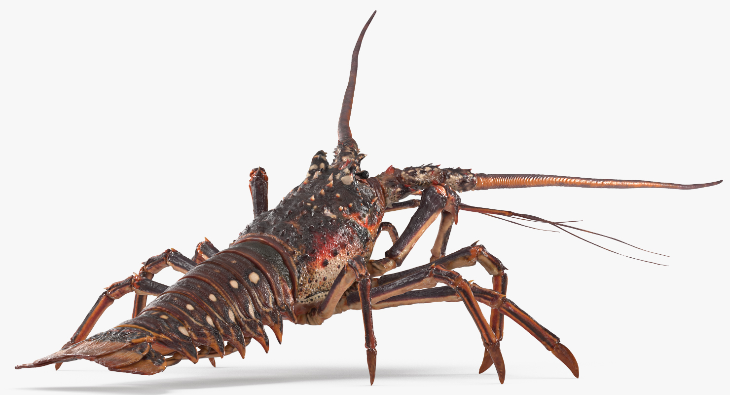 3D Langouste Rigged