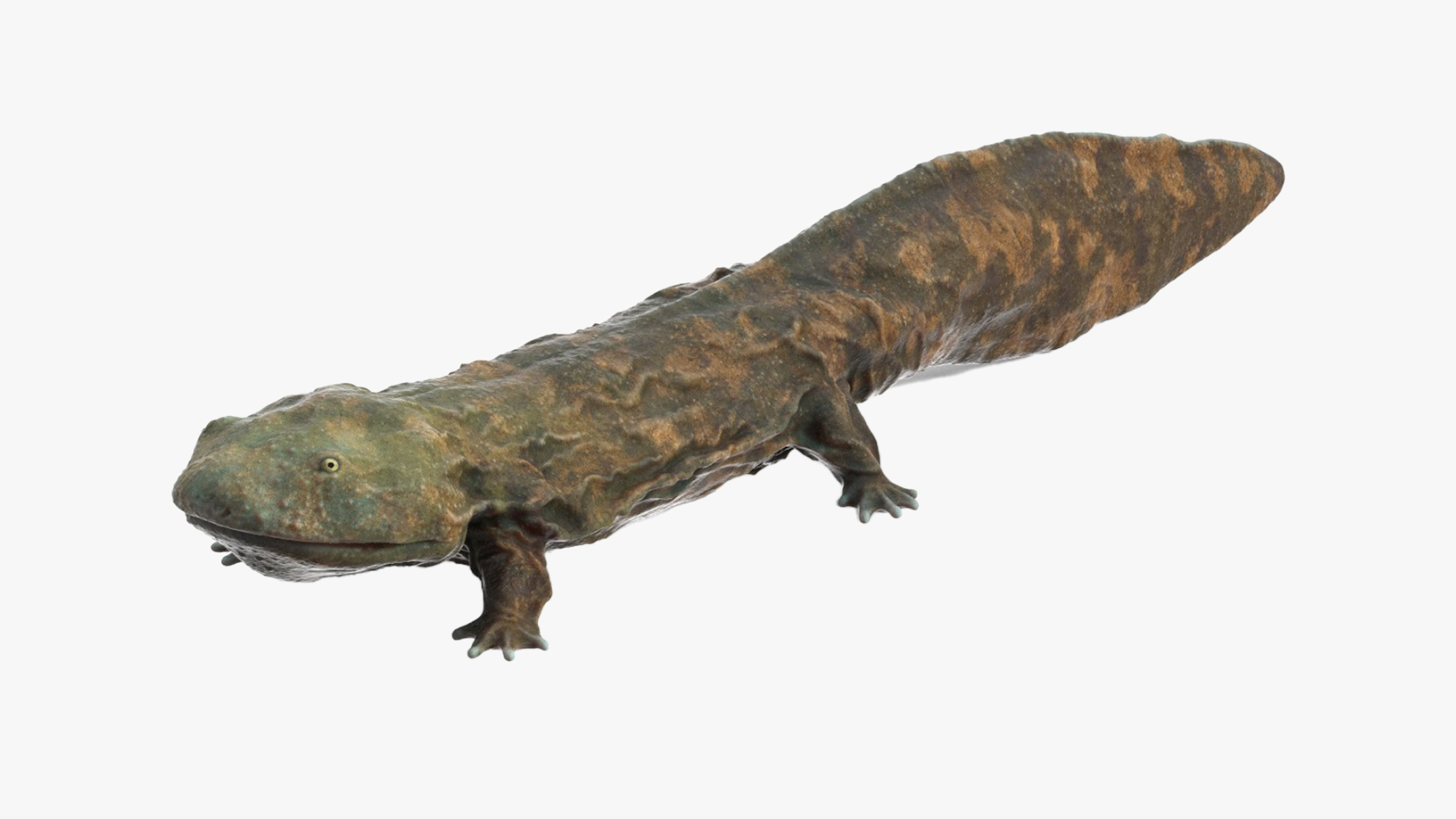 Aquatic Salamander Light Wet Rigged for Cinema 4D 3D model