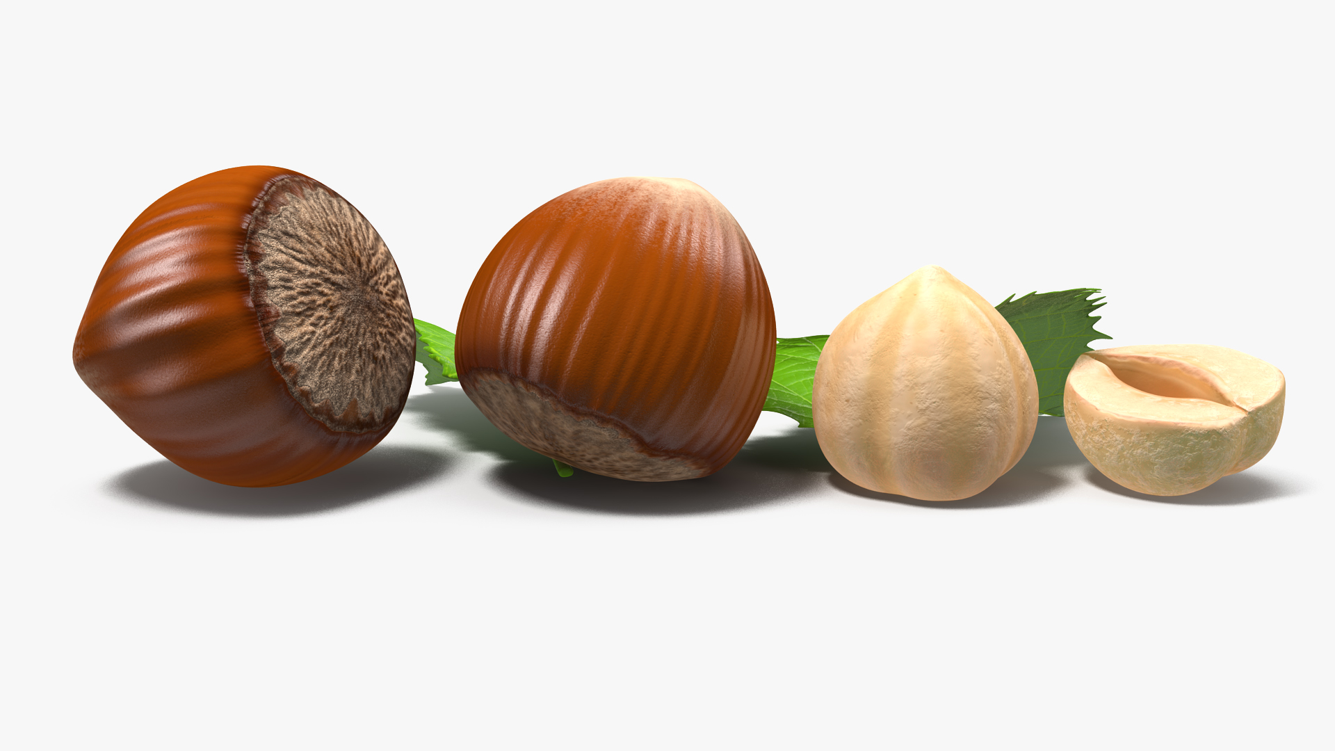 Hazelnut Leaves and Seed 3D model