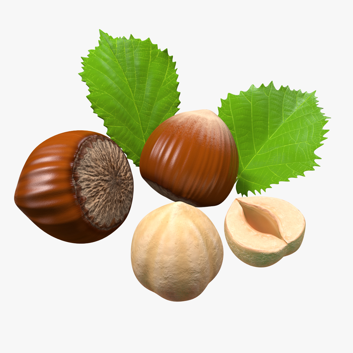 Hazelnut Leaves and Seed 3D model
