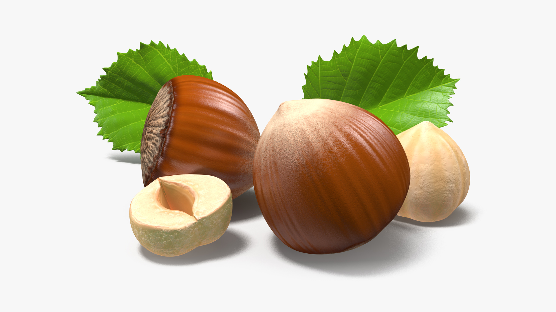 Hazelnut Leaves and Seed 3D model