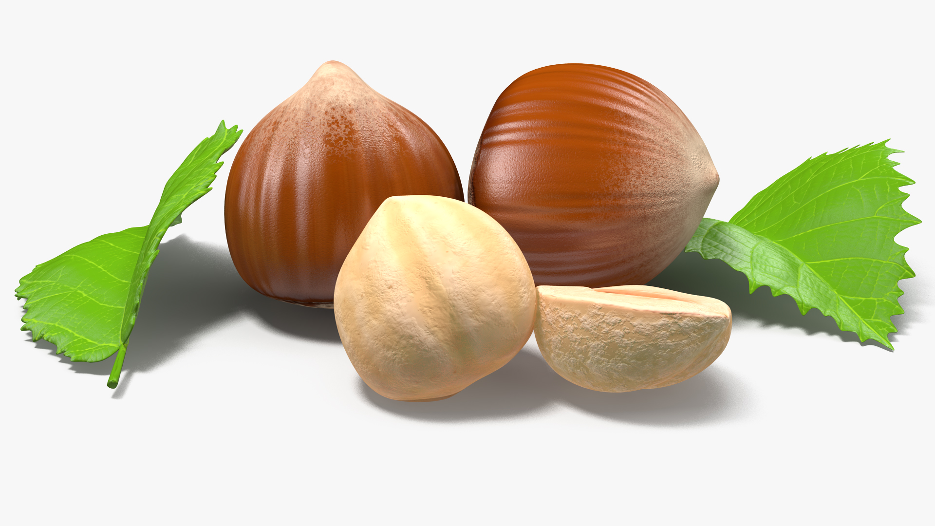 Hazelnut Leaves and Seed 3D model
