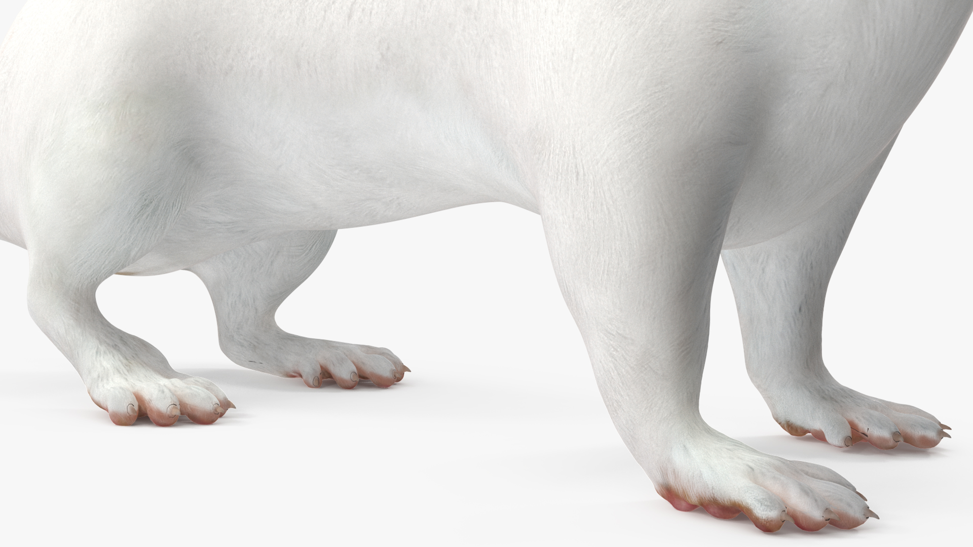 3D White Ermine Lifelike Pose