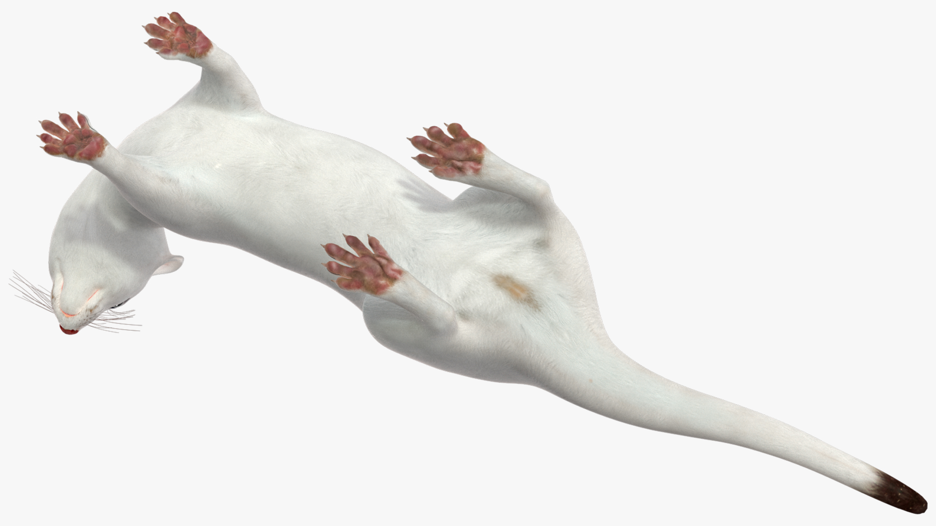 3D White Ermine Lifelike Pose