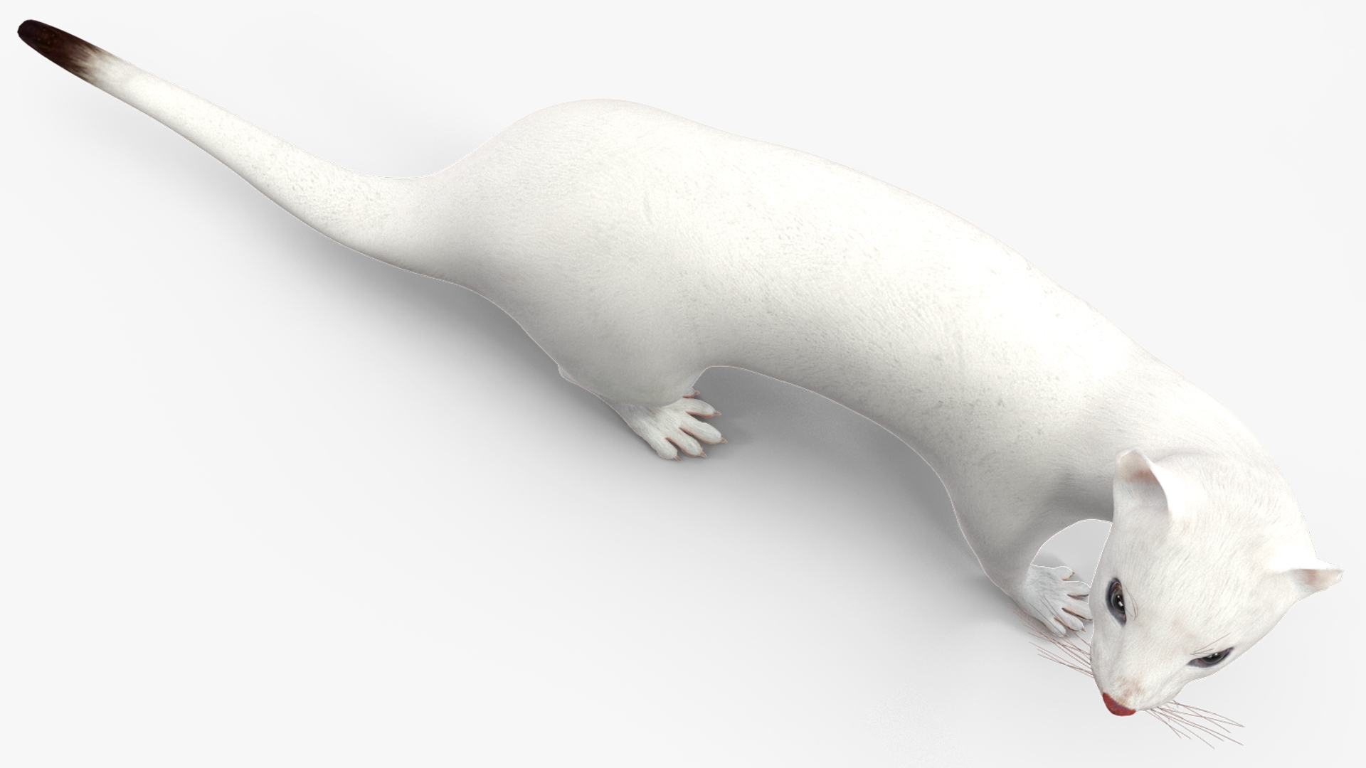 3D White Ermine Lifelike Pose