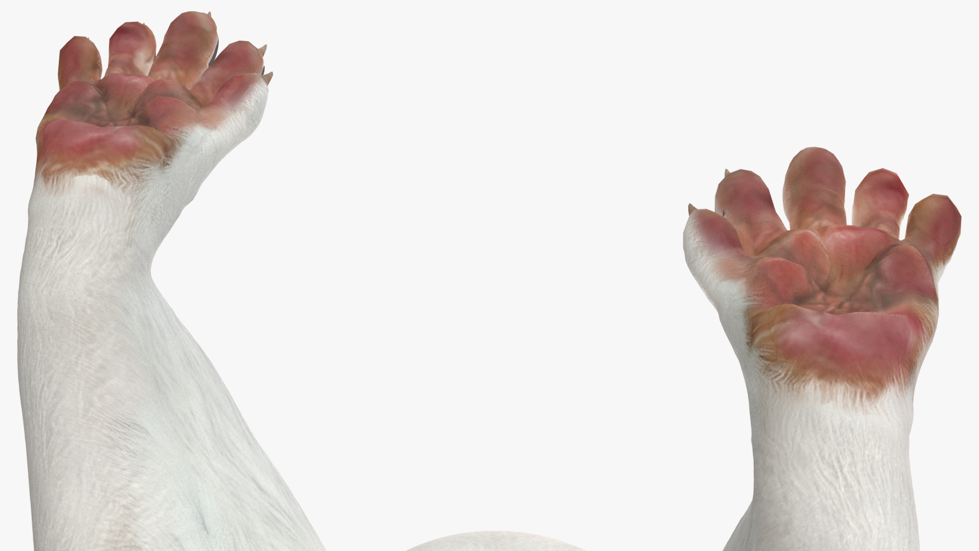 3D White Ermine Lifelike Pose